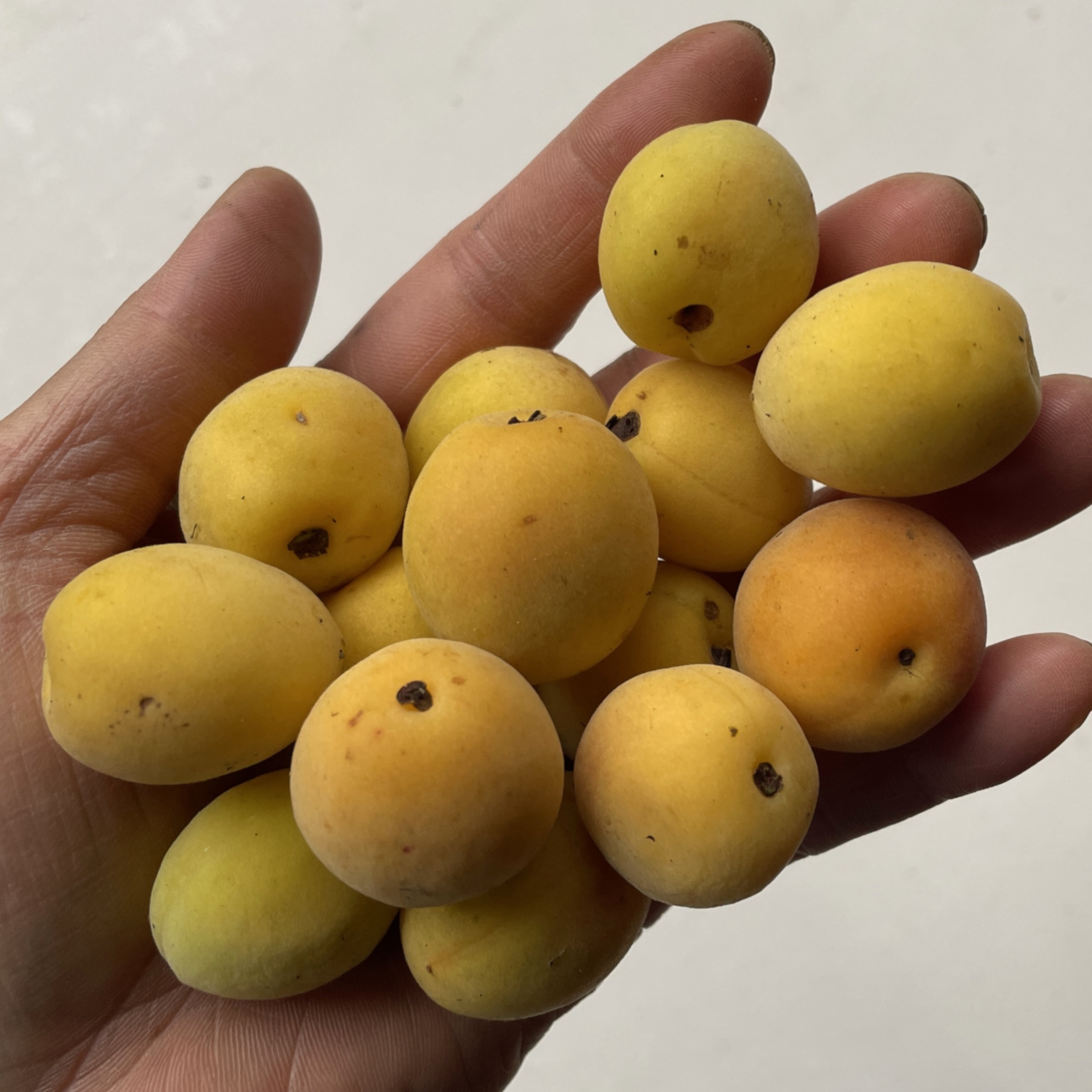 完熟】宮城県産 黄梅 2kg～ 梅干し・梅ジャム・梅シロップ用。栽培期間 