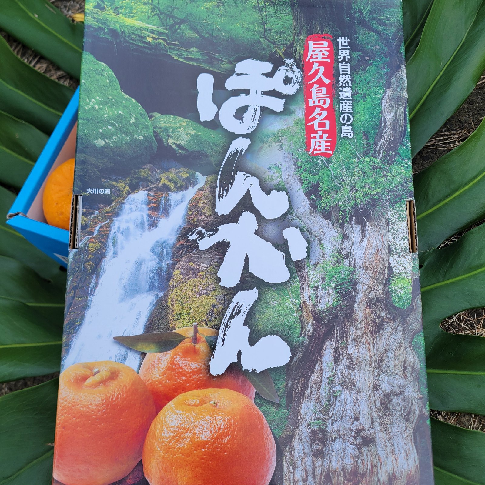ぽんかん　９台まとめ購入 ぽんかん Lサイズ 2．5K | 春 Spring fruits,ぽんかん