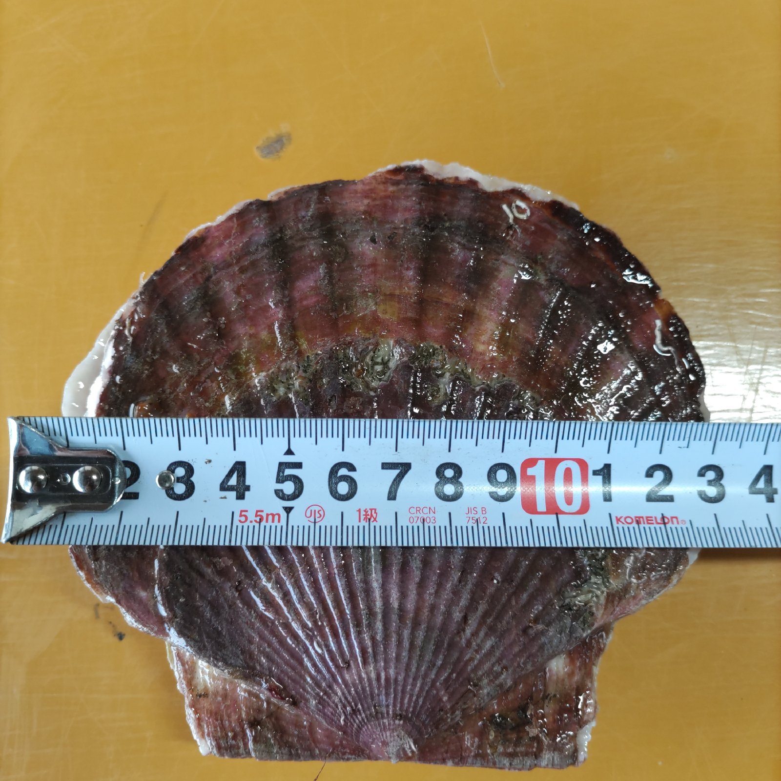 北海道の方限定です！野付産 特大サイズ活ホタテ4キロ12枚前後