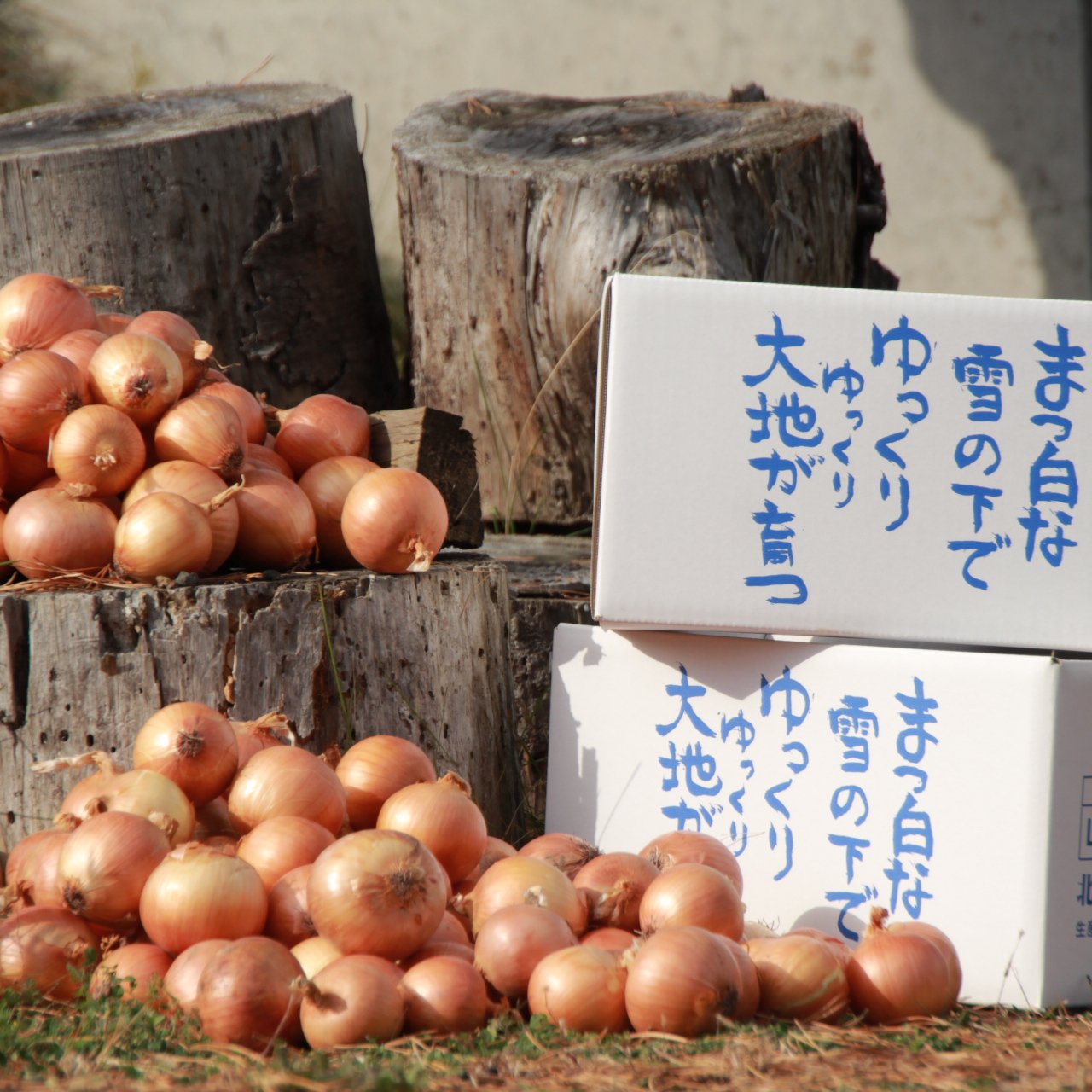 MSサイズ】やさしい風の農薬不使用有機栽培玉ねぎ ｜ 野菜/玉ねぎ 産直