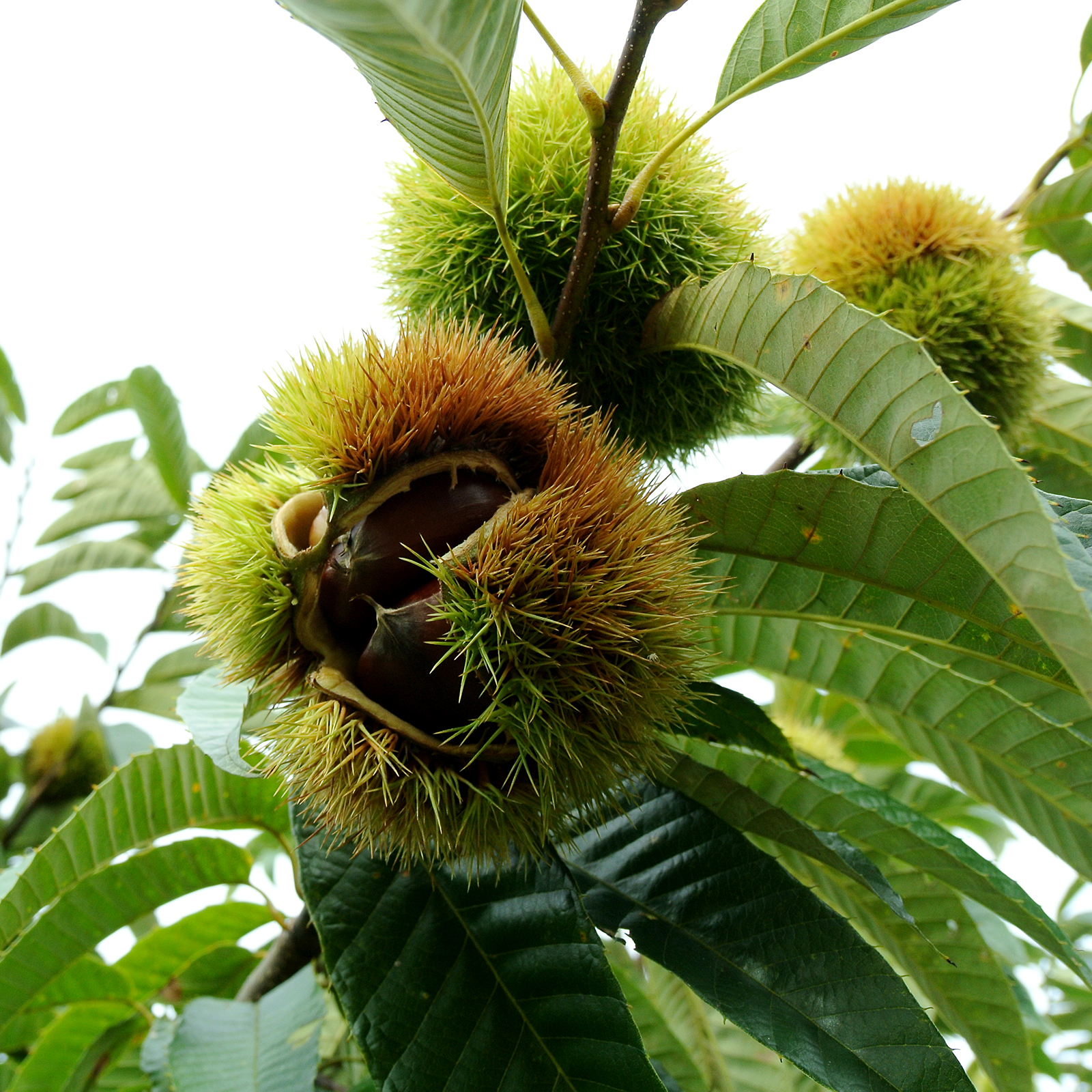 利平栗5kg（栃木S様専用） | 果物/栗 産直アウル 農家から直接野菜など