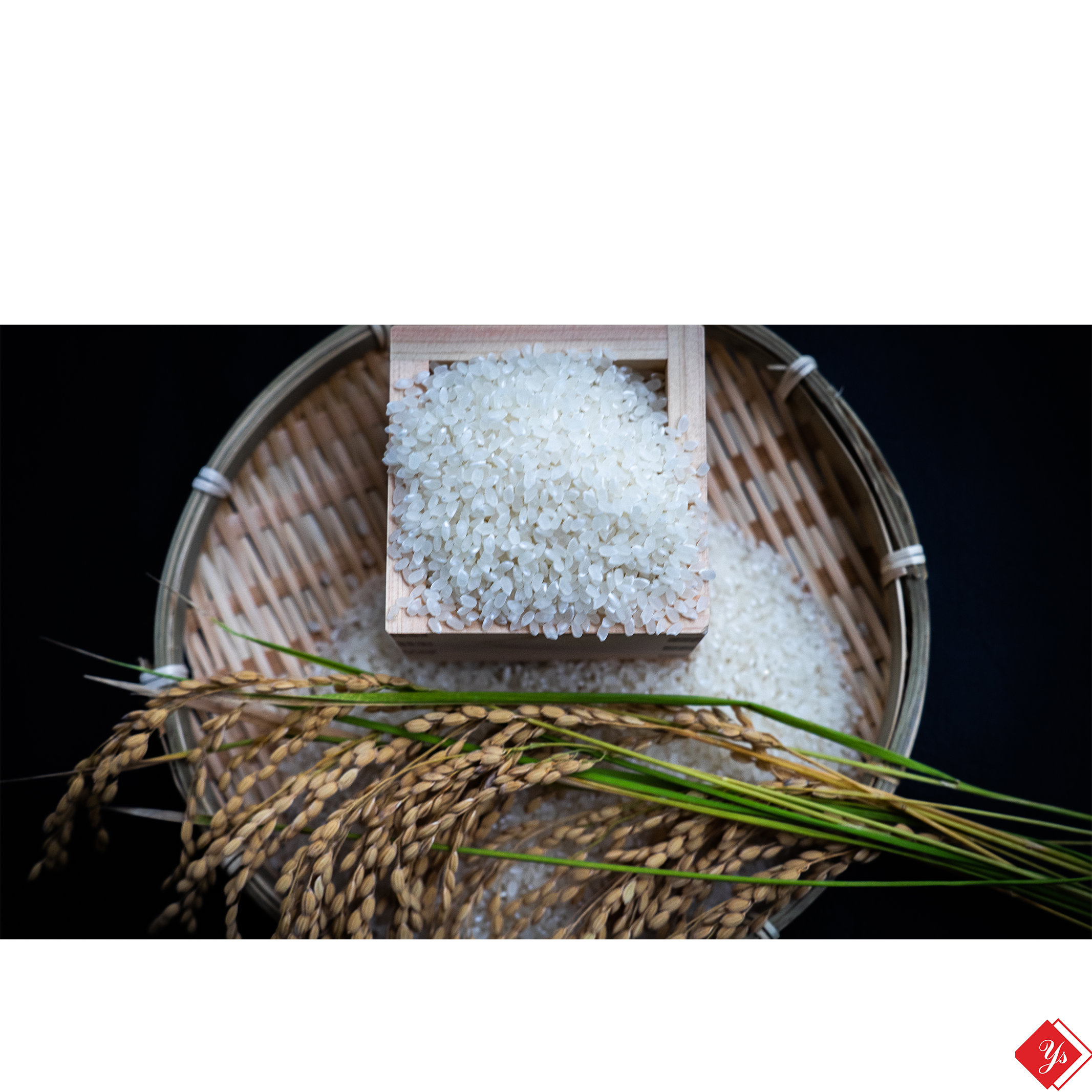 新潟県産,みずほの輝き,和泉,20kg,令和7年新米,【受注後精米・農家直送