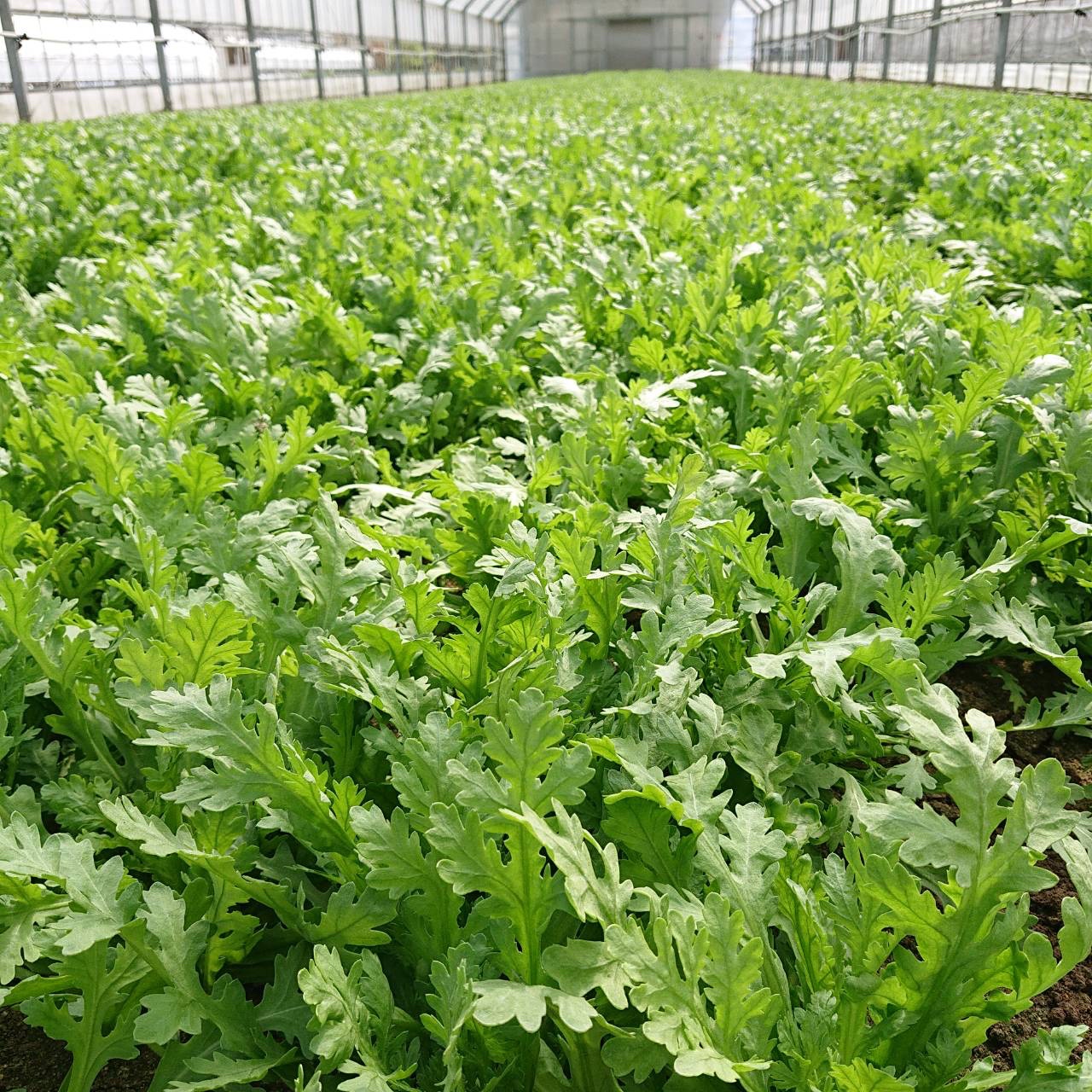 京都山城産たけのこと葉物野菜詰め合わせ（小） ｜ 野菜/野菜セット