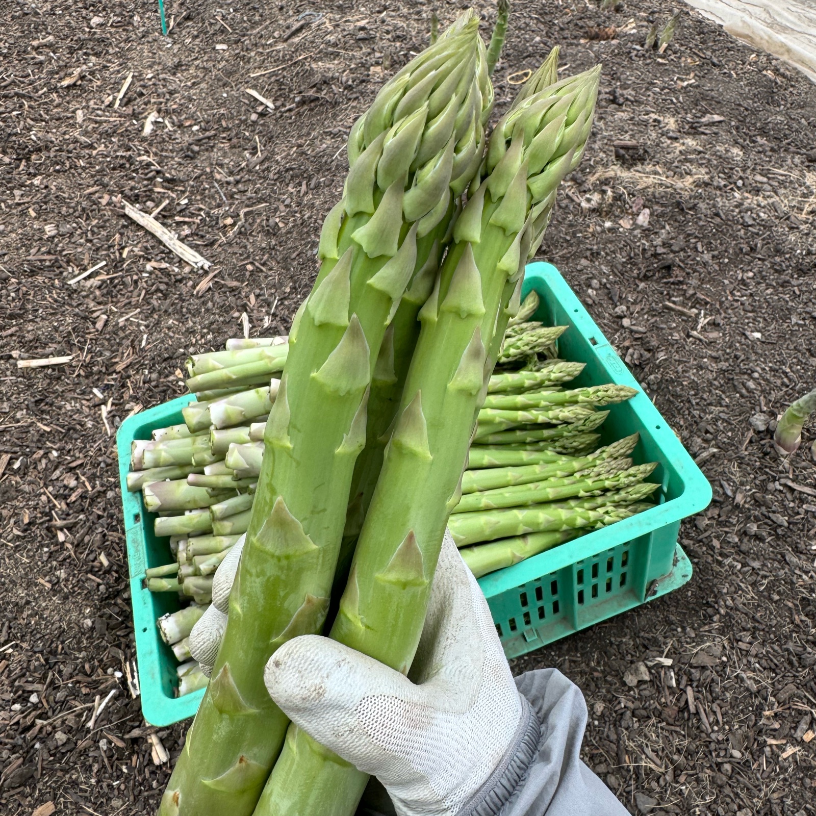 小島農場の春アスパラ《3Lサイズ》3Lサイズ500g ｜ 野菜/アスパラガス 