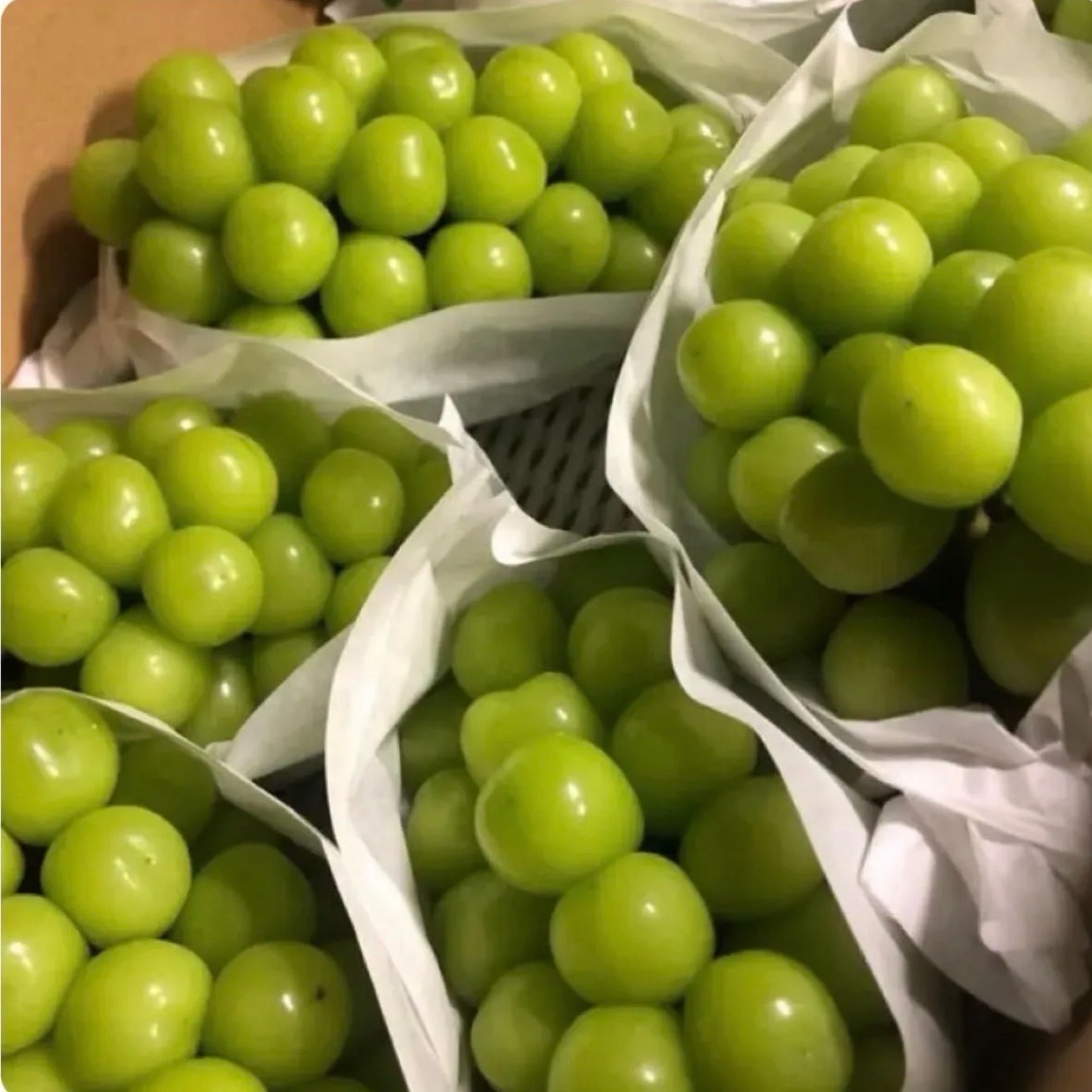 シャインマスカット7箱 ｜ 果物/ぶどう 産直アウル 農家・漁師など生産