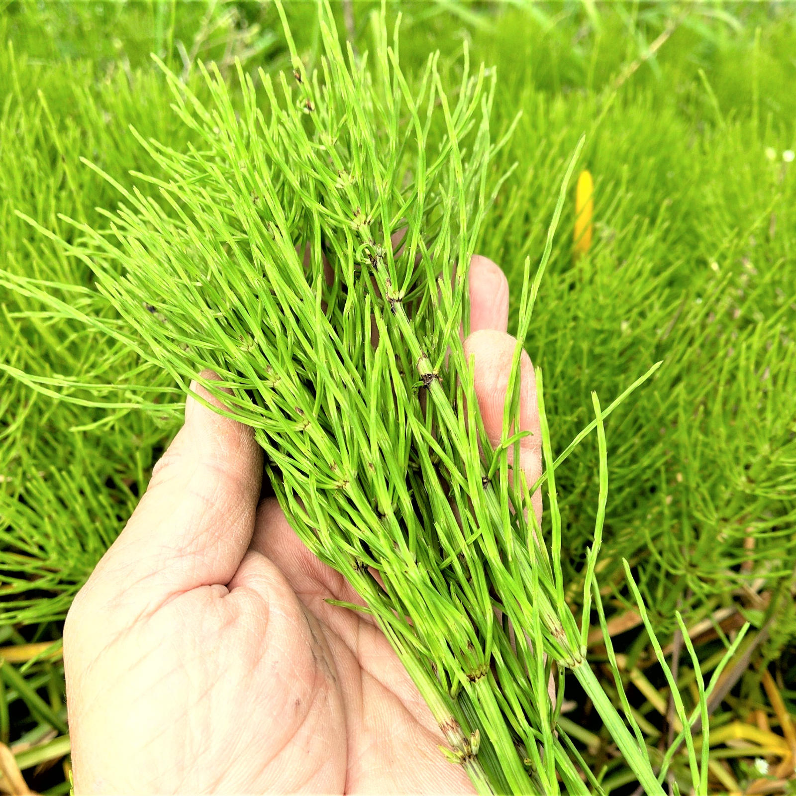 スギナ　約2kg　新鮮　農薬不使用 農薬不使用（無農薬） 自然栽培の生スギナ ｜ お茶/ハーブティー 産直
