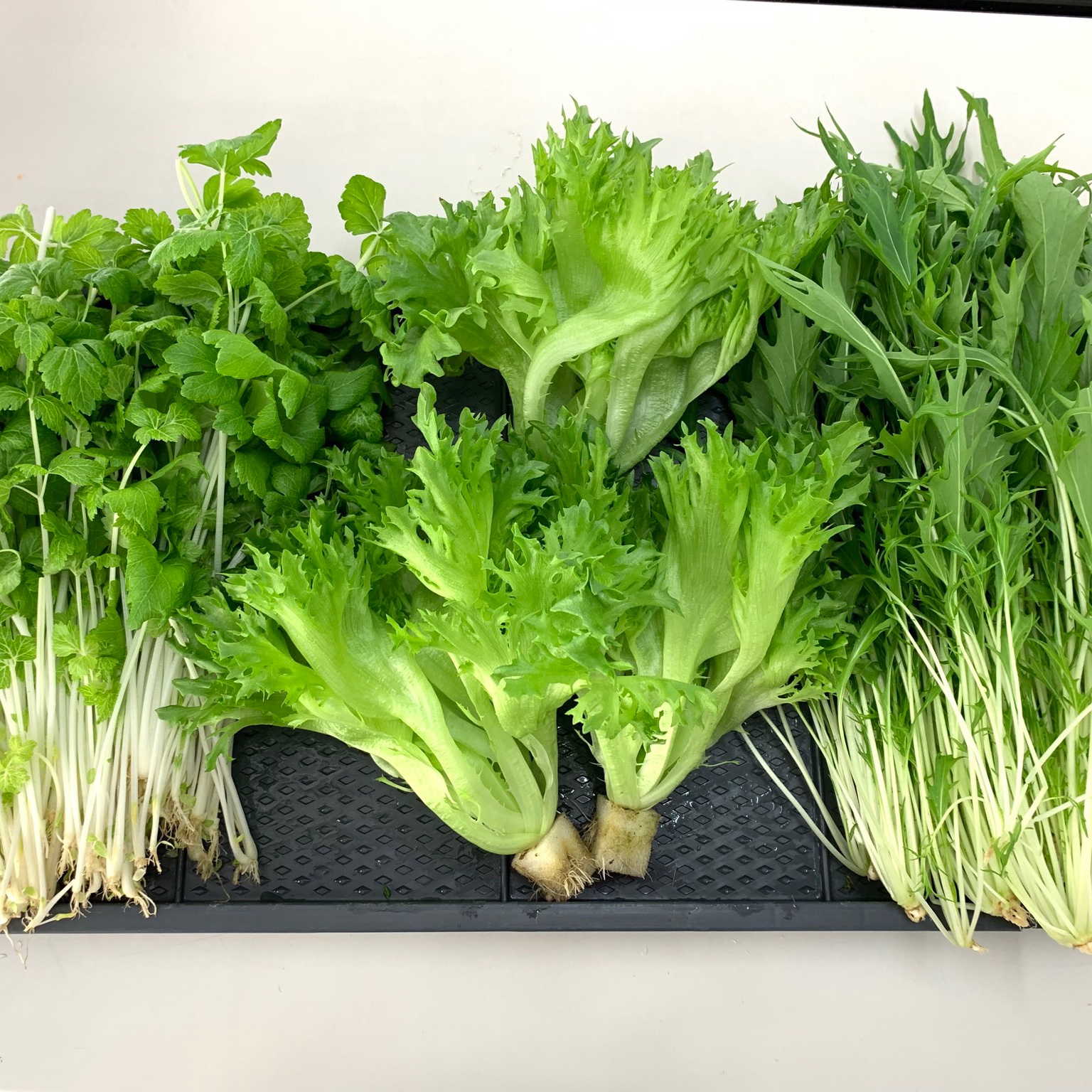 主力3品目 リサちゃんのシャキシャキ葉物水耕野菜セット 野菜 セット 詰め合わせ 産直アウル Owl 農家から直接野菜 などの食材を購入できる産地直送の宅配通販サイト