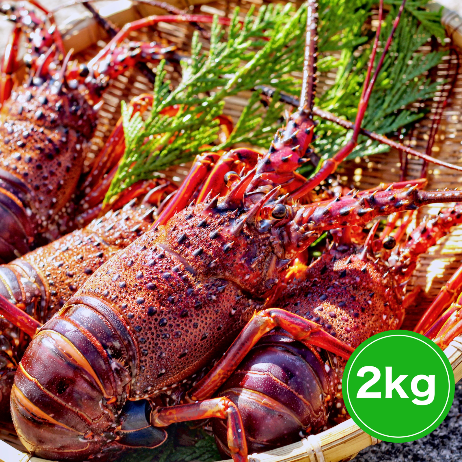 無料配達 | 2kg】活伊勢エビ！！ 魚介類/エビ 農家から直接 産直アウル 伊勢エビ