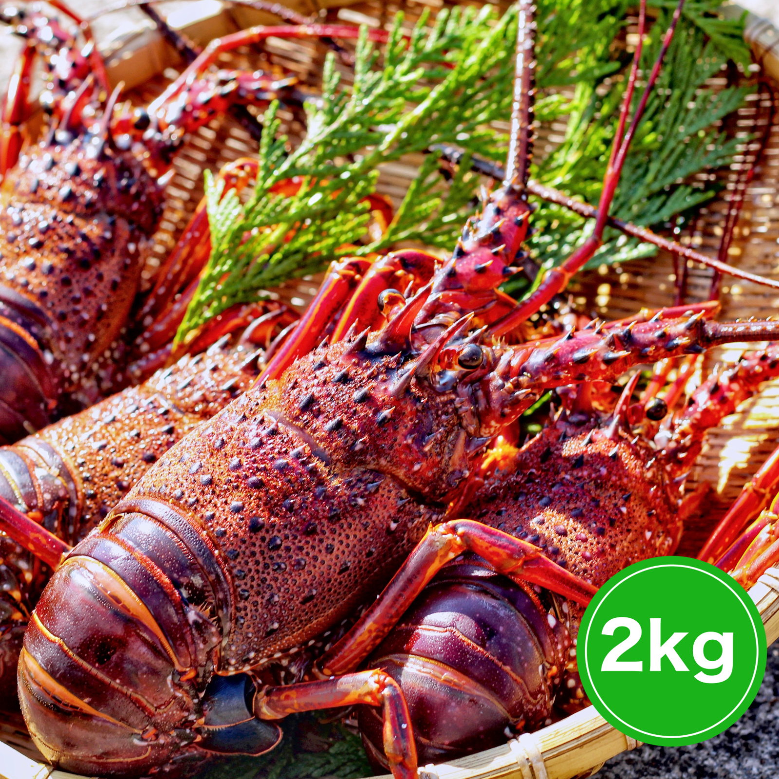 ２kg】活伊勢エビ！！ | 魚介類/エビ 産直アウル 農家から直接野菜など ...