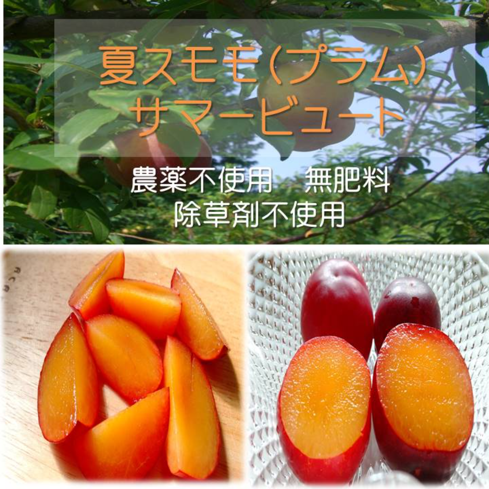 農薬を使わず育てたジューシー夏すもも サマービュート ｜ 果物/すもも