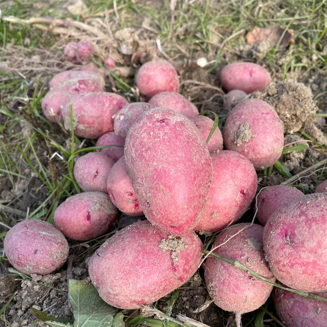 じゃがいも☆箱別23キロ　レッドムーン　愛知県産