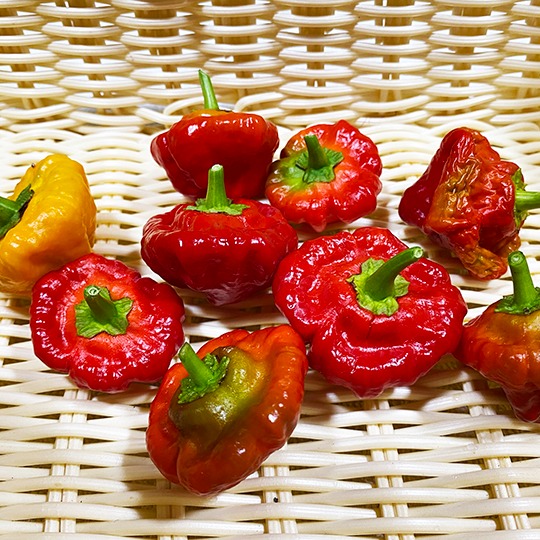 スコッチボネット3kg