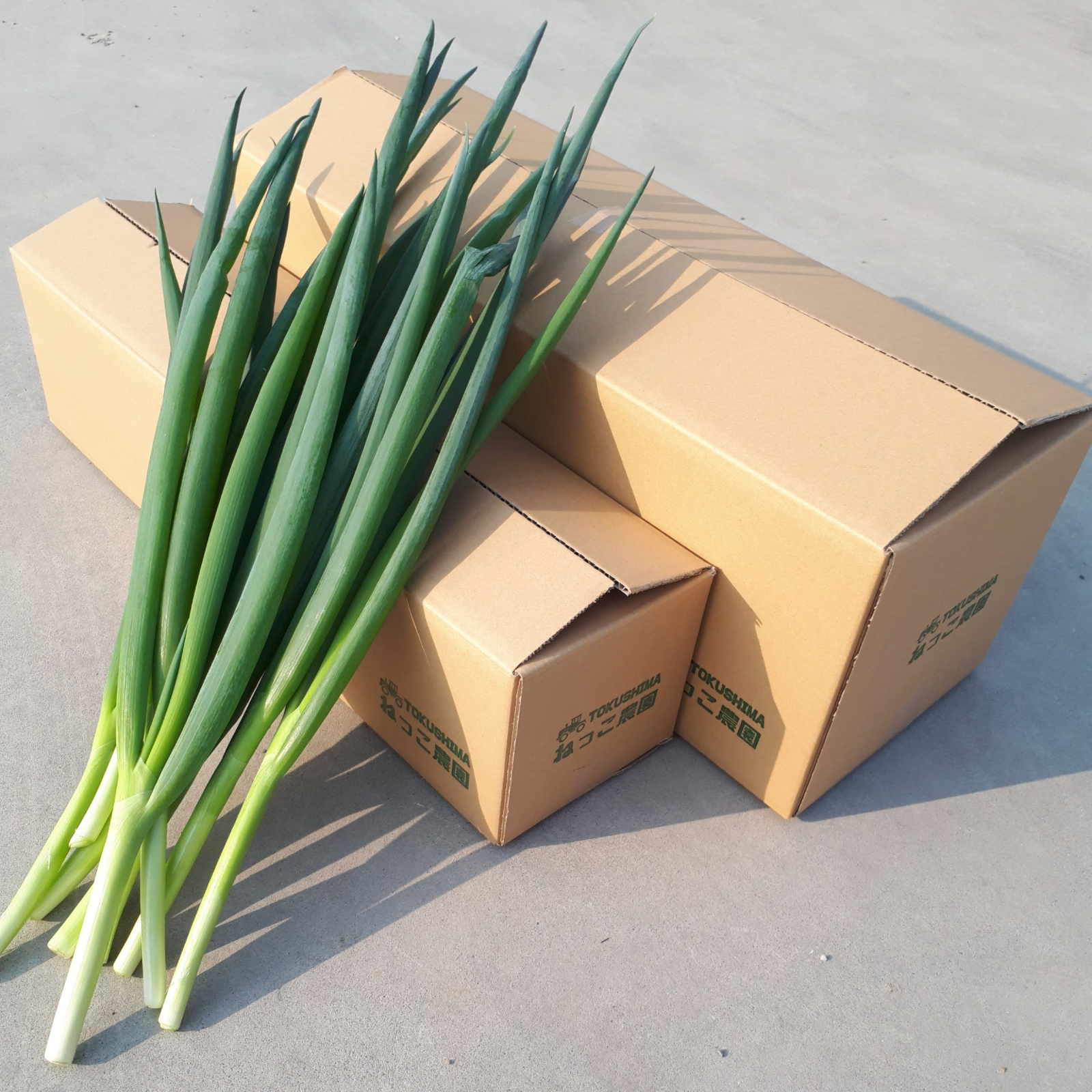 発送日おまかせ【4㎏冷蔵】ねっこ農園の青ネギ ｜ 野菜/ねぎ 産直