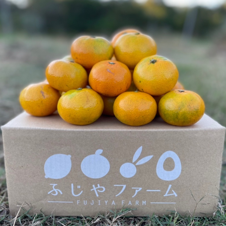 大崎上島産 極早生みかん 2キロ | 果物/温州みかん 産直アウル 農家