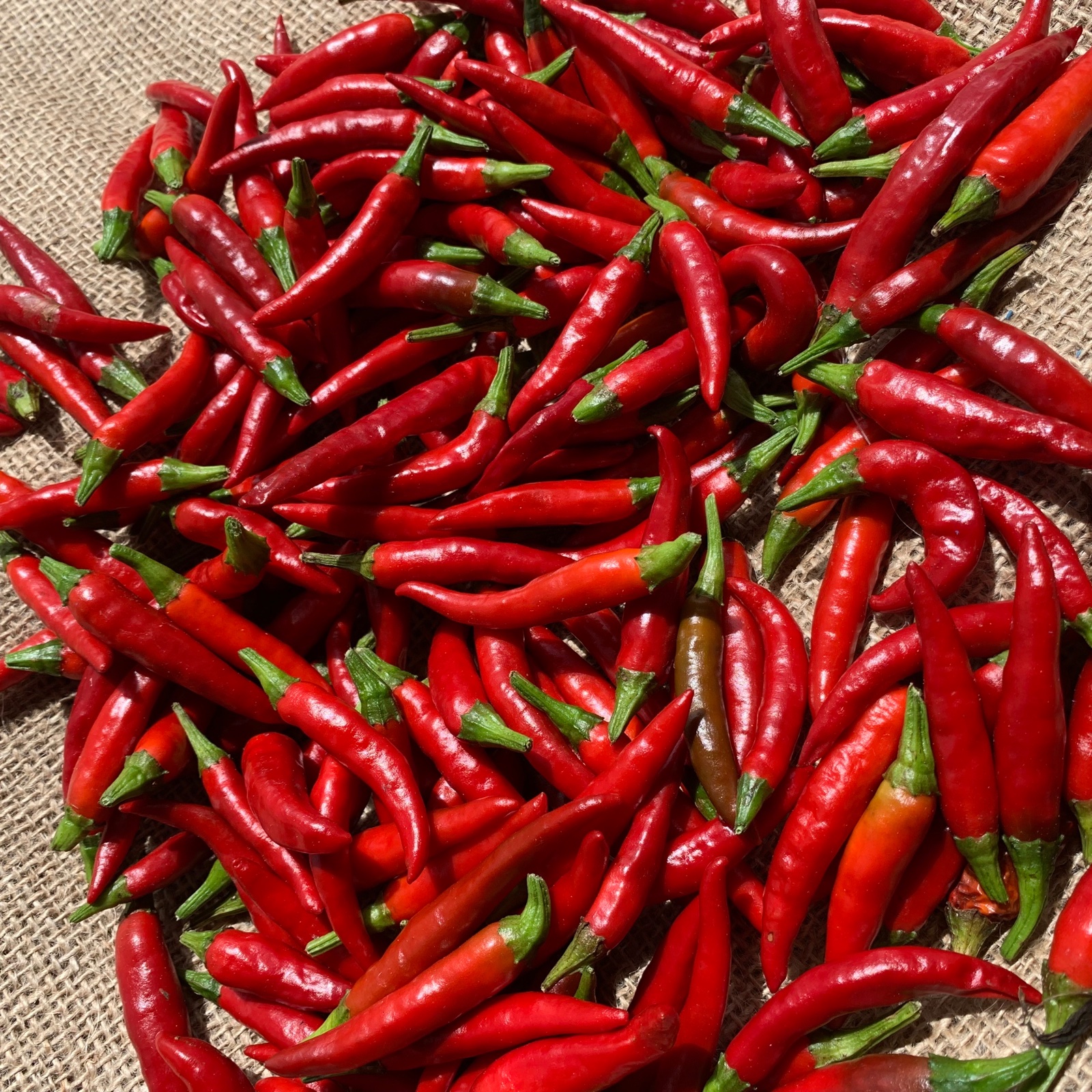 レターパック発送】激辛！生赤唐辛子 150g | 野菜/スパイス 産直アウル