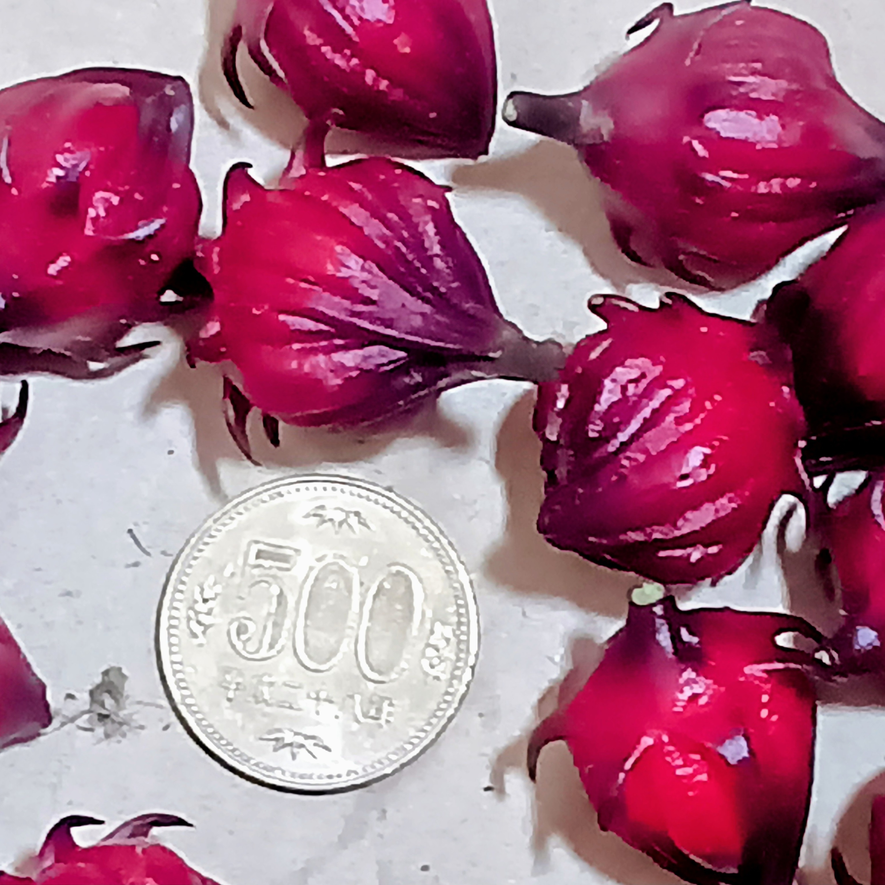 農薬不使用】ローゼルの実500g（ジャムやジュース、塩漬け等に