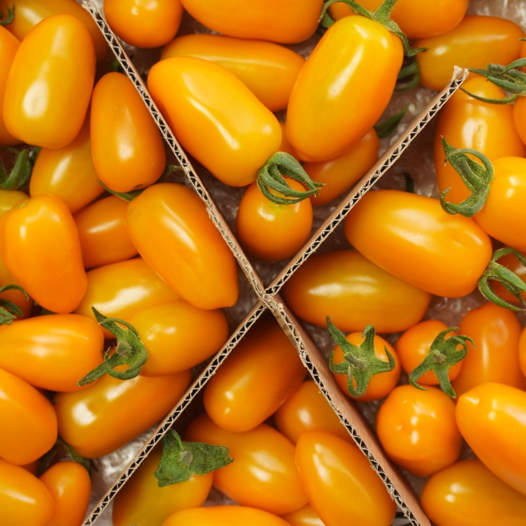 フラガールオランジェ 2kg ｜ 野菜/トマト 産直アウル 農家・漁師など