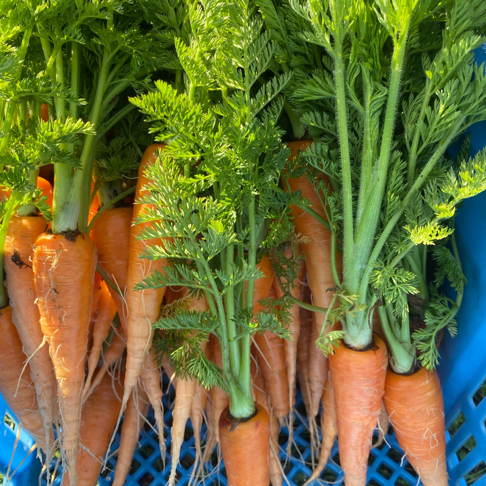 無農薬人参 葉っぱのみ 6束 | 野菜/人参 産直アウル 農家から直接野菜