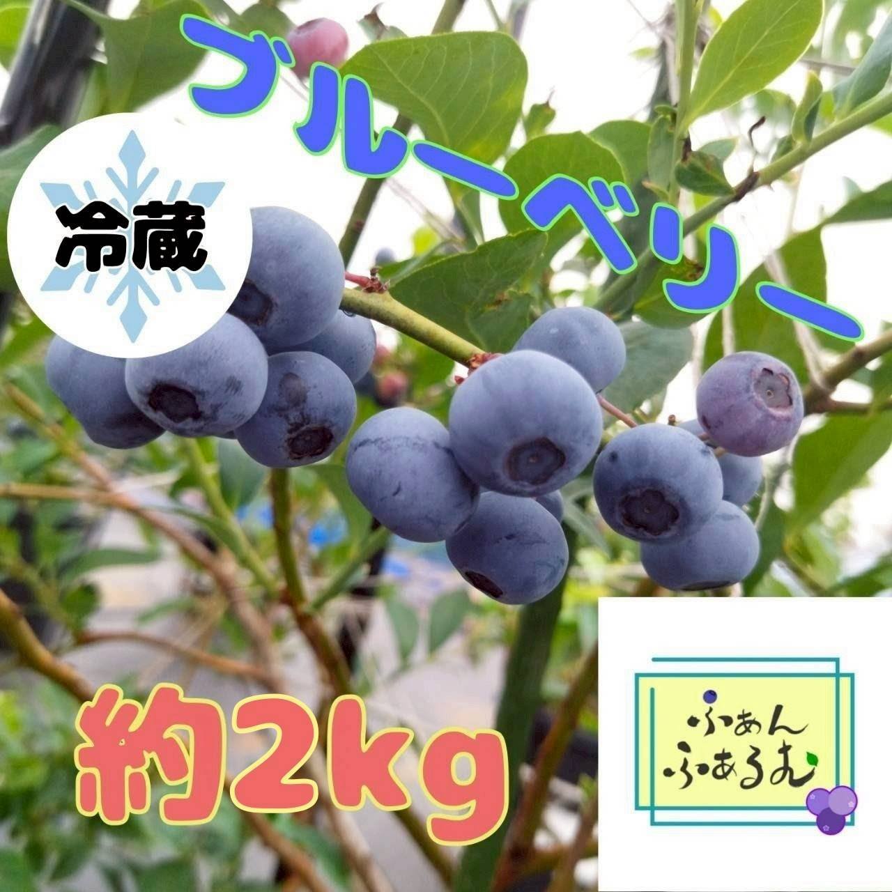 冷蔵便】生ブルーベリー品種MIX 2kg ｜ 果物/ベリー類 産直アウル 農家 
