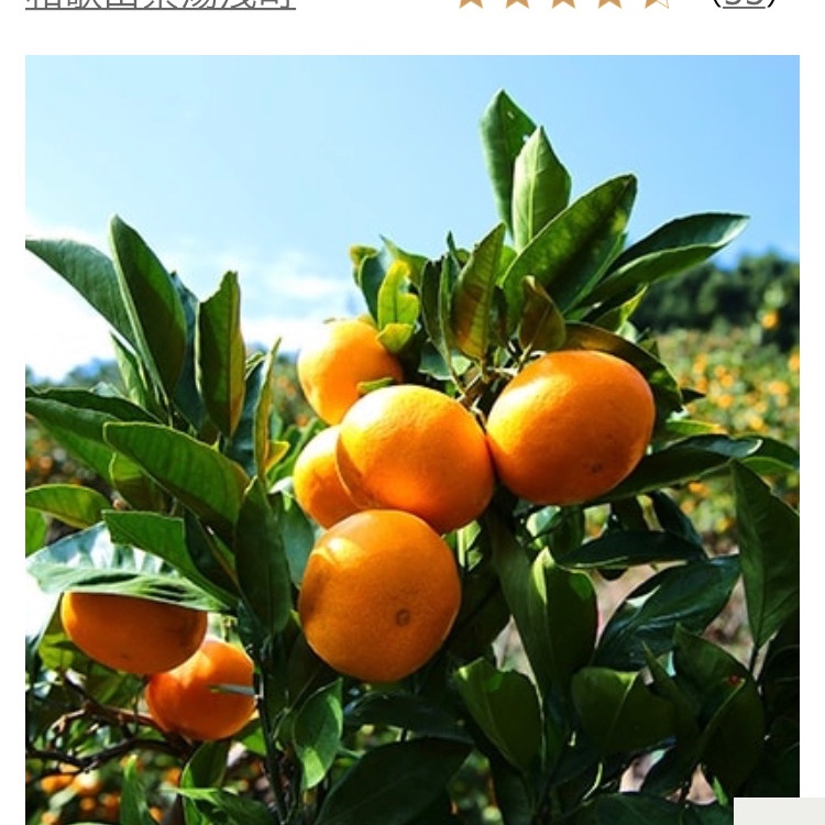 超大玉（4L以上） 有田みかん 9キロ ｜ 果物/温州みかん 産直アウル