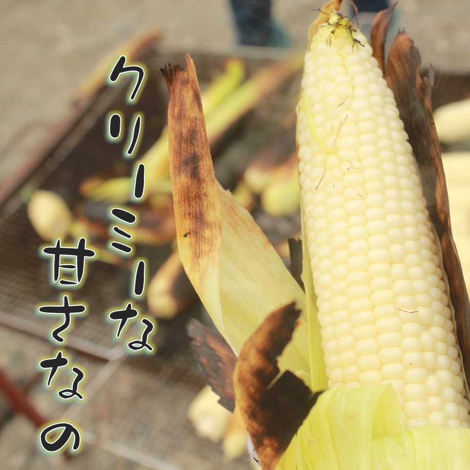 訳あり ホワイトコーン1.5キロ 約5-7本 ｜ 野菜/とうもろこし 産直