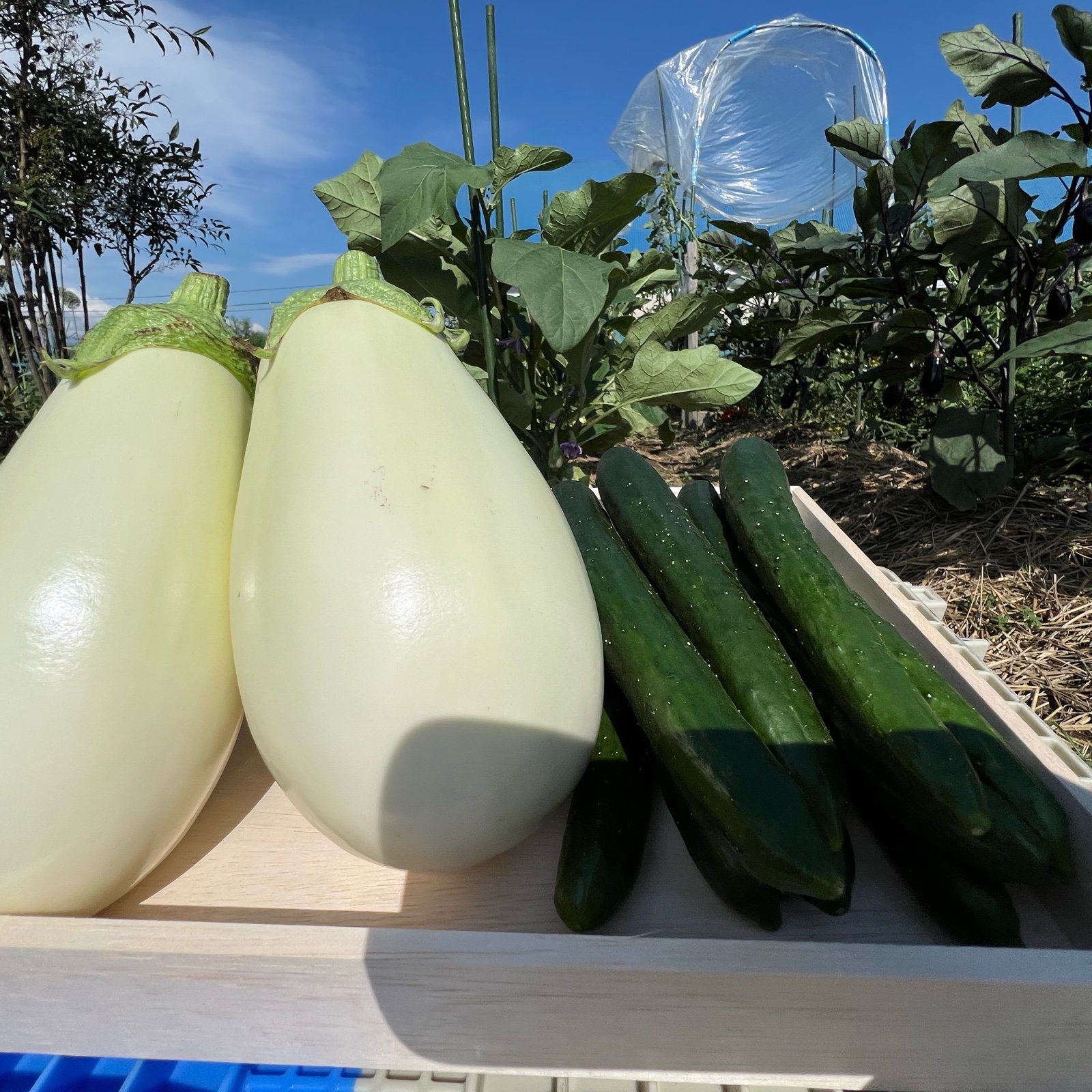 果樹園 壱心（福島県・会津若松市）｜生産者詳細｜産直アウル