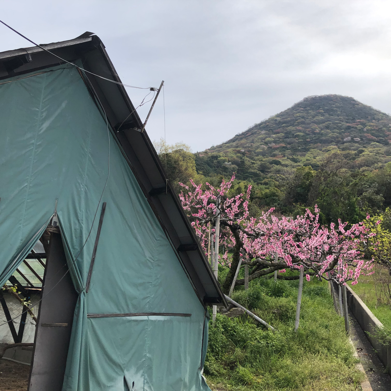 かずりん様マスカット　ローズ　1キロ 先行予約】【訳あり】 シャインマスカット 約1kg(2～3房)【合同会社 社