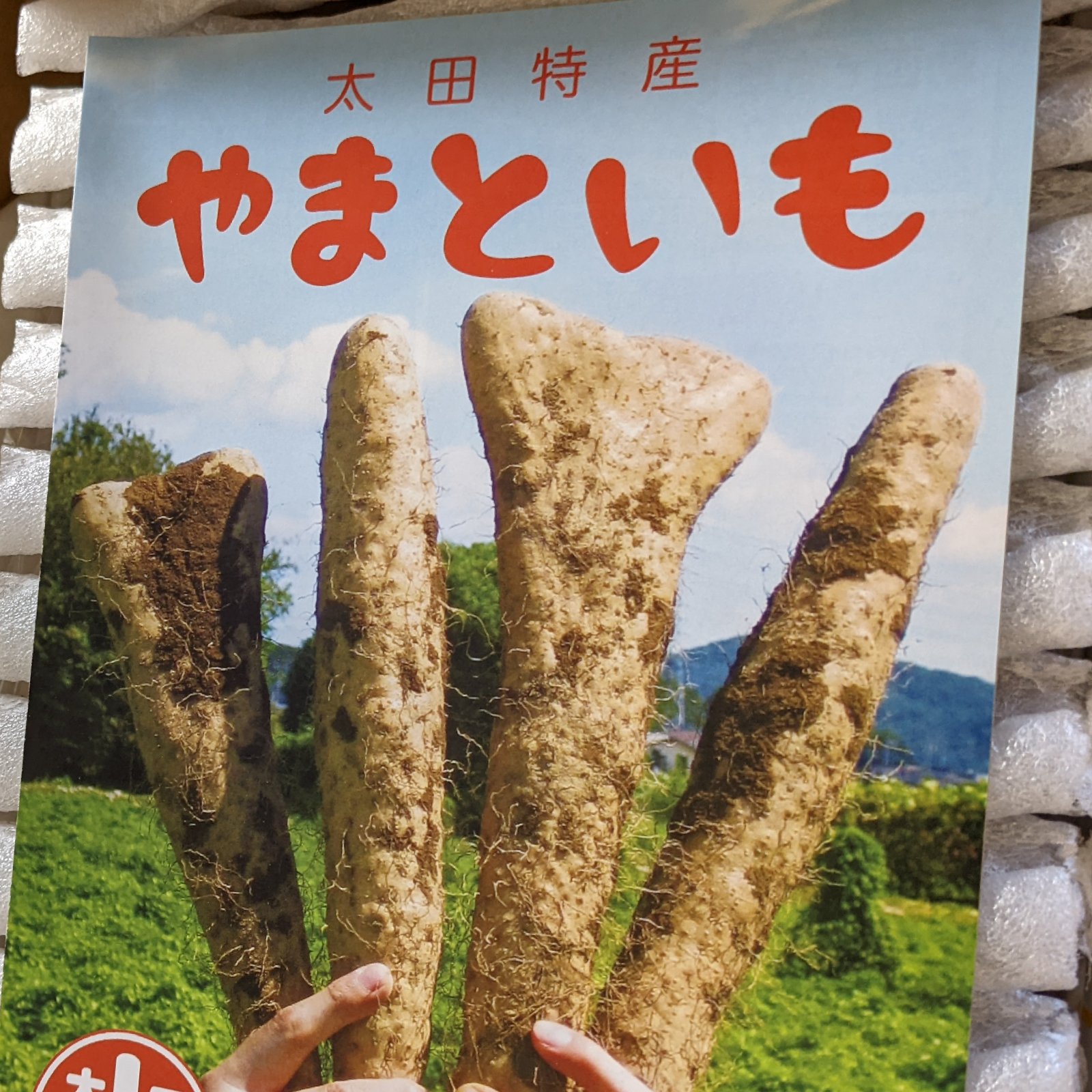大和芋 泥付き 12キロ（4キロ箱✕3） 群馬県尾島産 ｜ 野菜/長いも・山