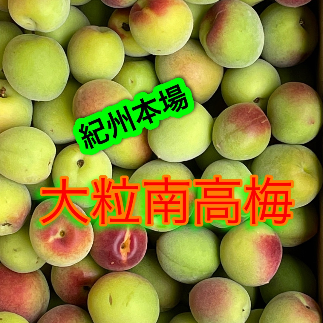完熟南高梅 10kg ｜ 果物/青梅 産直アウル 農家・漁師など生産者から