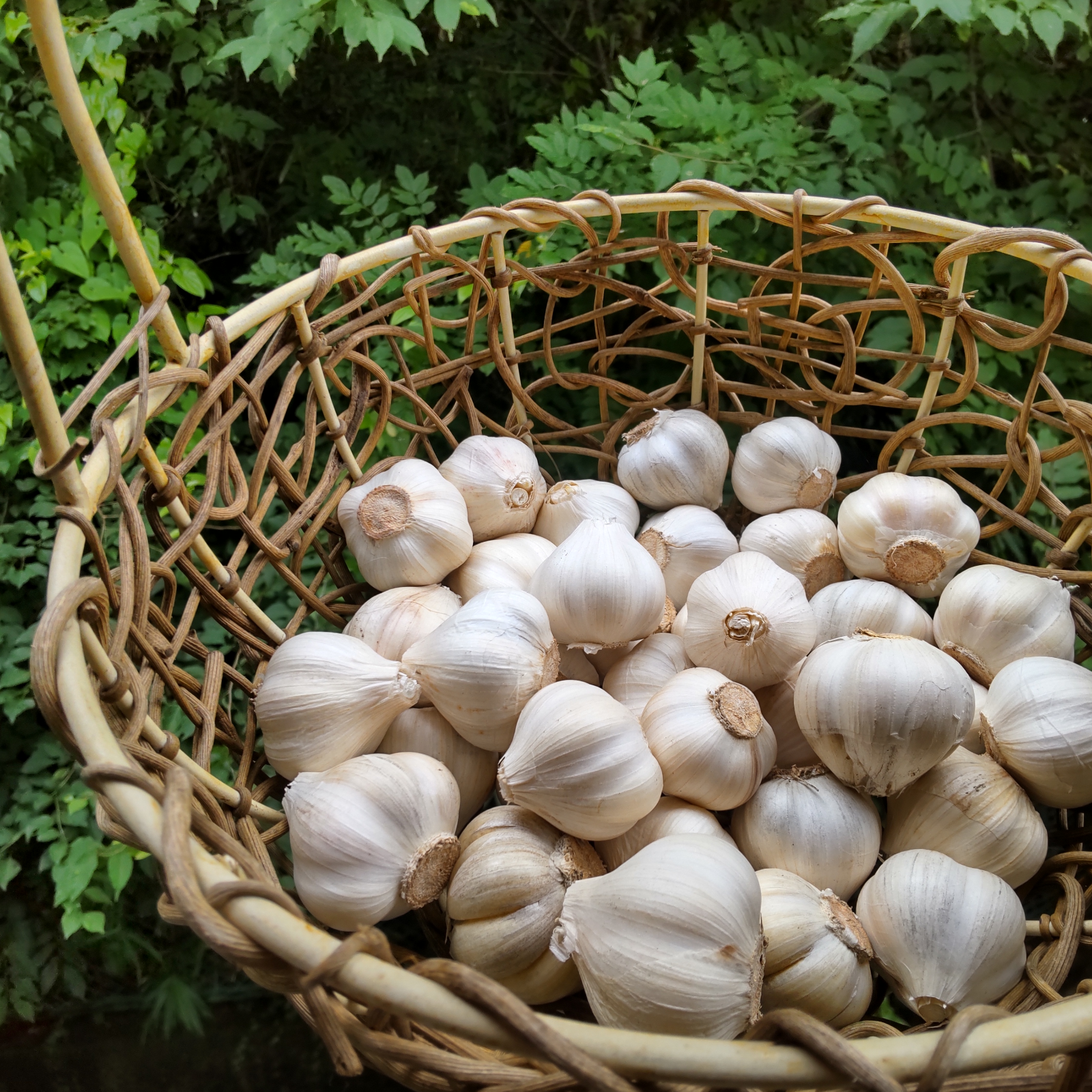 農薬不使用　にんにく　ニンニク 自然栽培】にんにく6玉☆農薬・肥料不使用｜ニンニク｜令和5年産