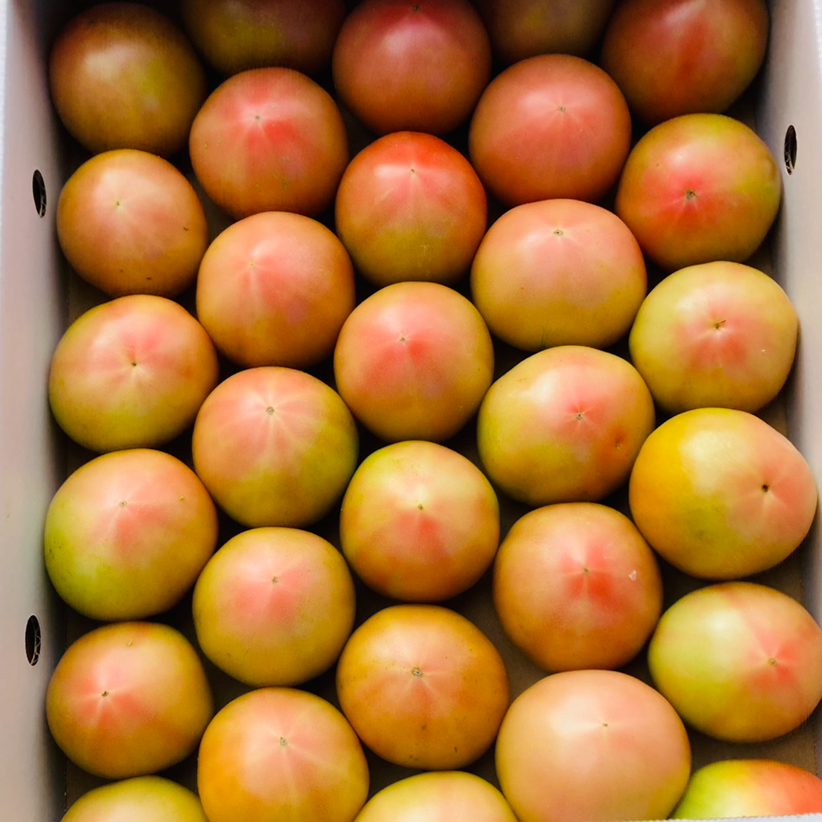 熊本産地直送トマト真っ青16Kg