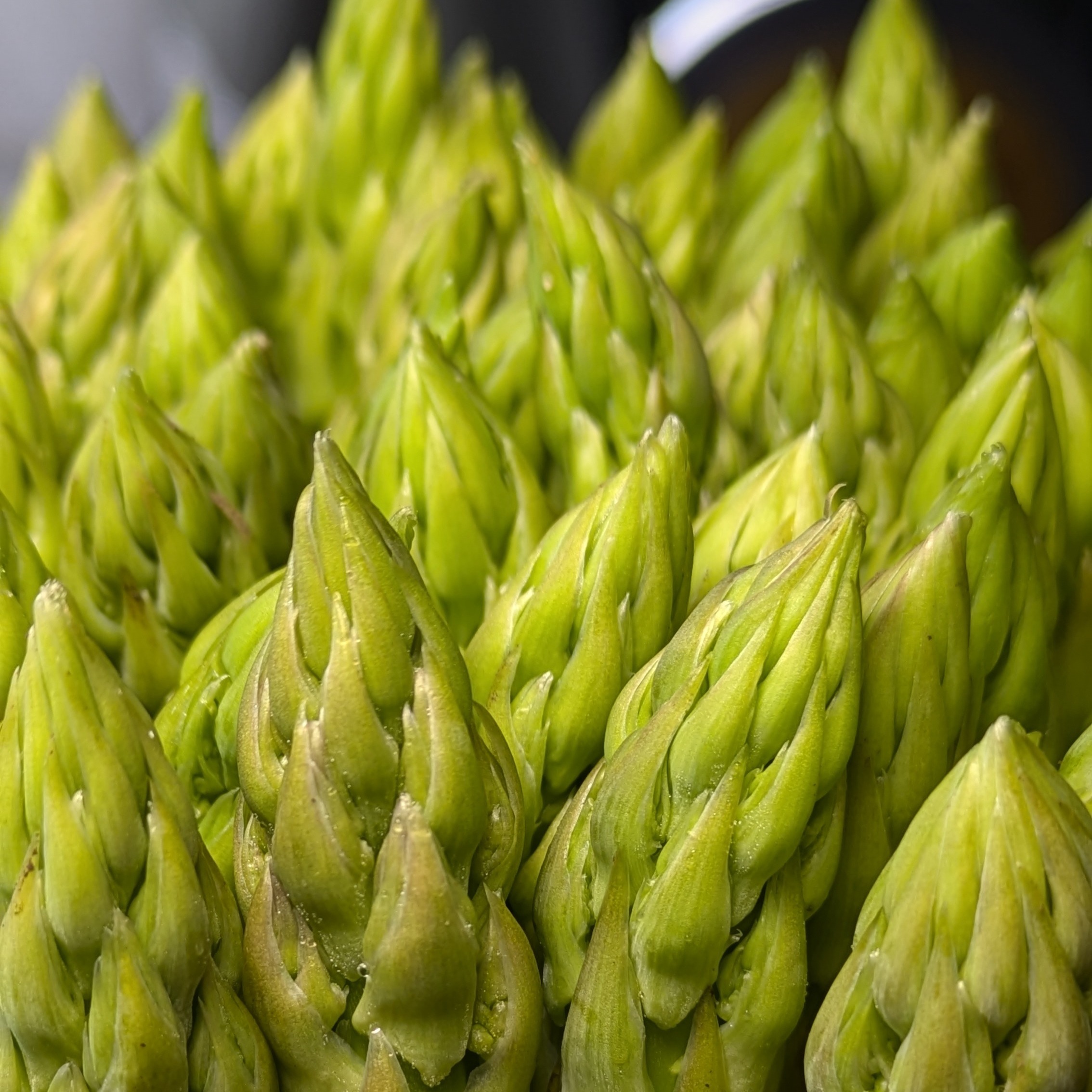 うえの農園の朝採りアスパラガス1kg サイズ：L ｜ 野菜/アスパラガス