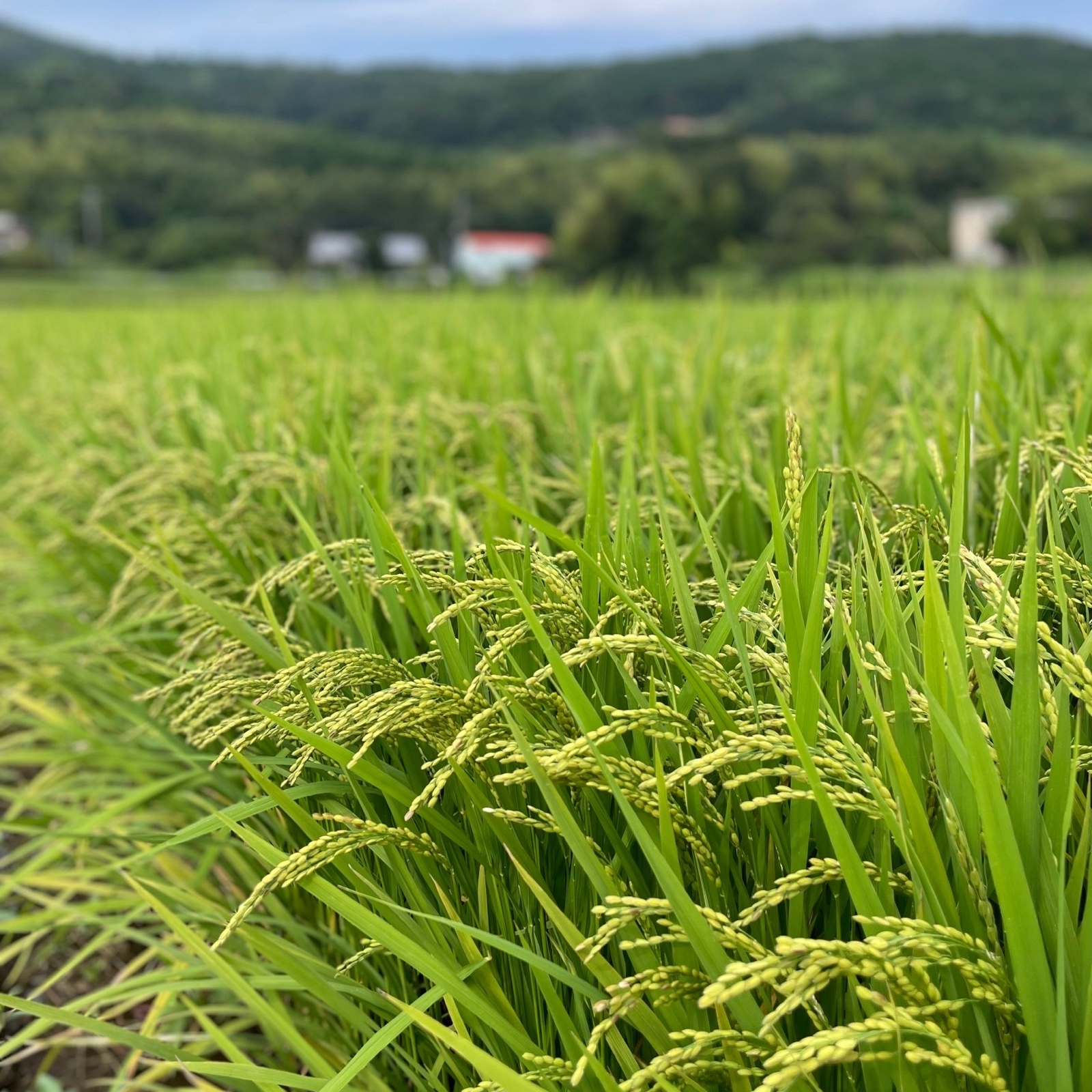 令和7年産 あきほなみ 無洗米 15kg ｜ 米・穀物/米/精米 産直アウル