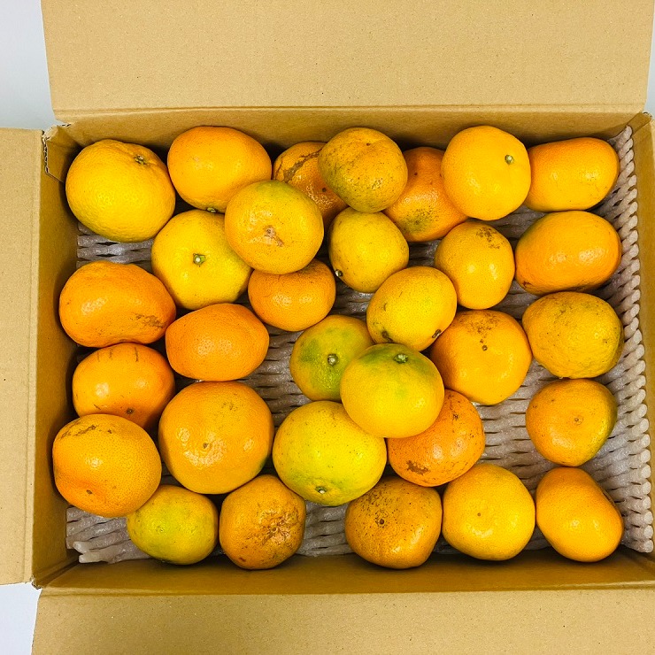 規格外 訳あり品】熊本県産 みかん 訳あり品 約4kg 【002】極早生