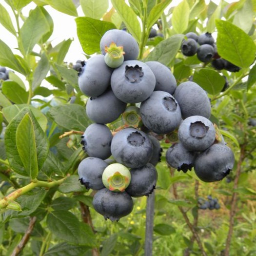 完熟冷凍ブルーベリー | 果物/ベリー類 産直アウル 農家から直接野菜