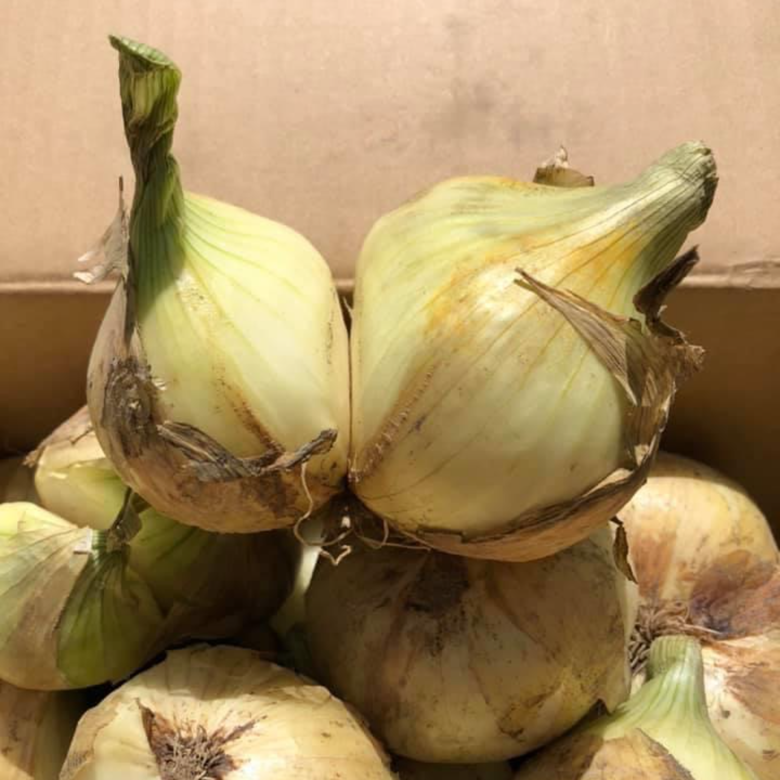 訳あり淡路島極早生新玉ねぎ20kg ｜ 野菜/玉ねぎ 産直アウル 農家