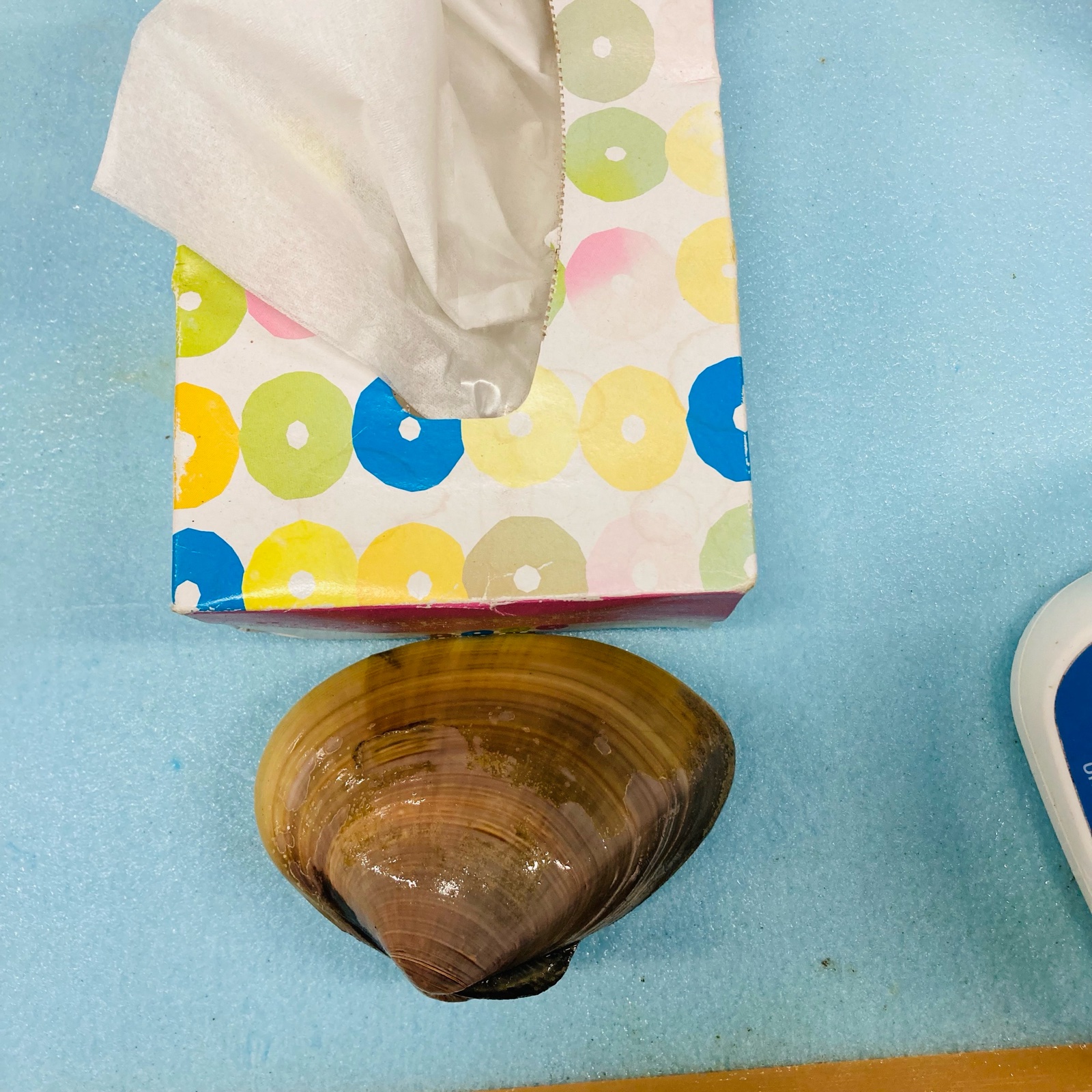 訳あり 超特大はまぐり 1キロ（4-5個） ｜ 魚介類/蛤 産直アウル 農家