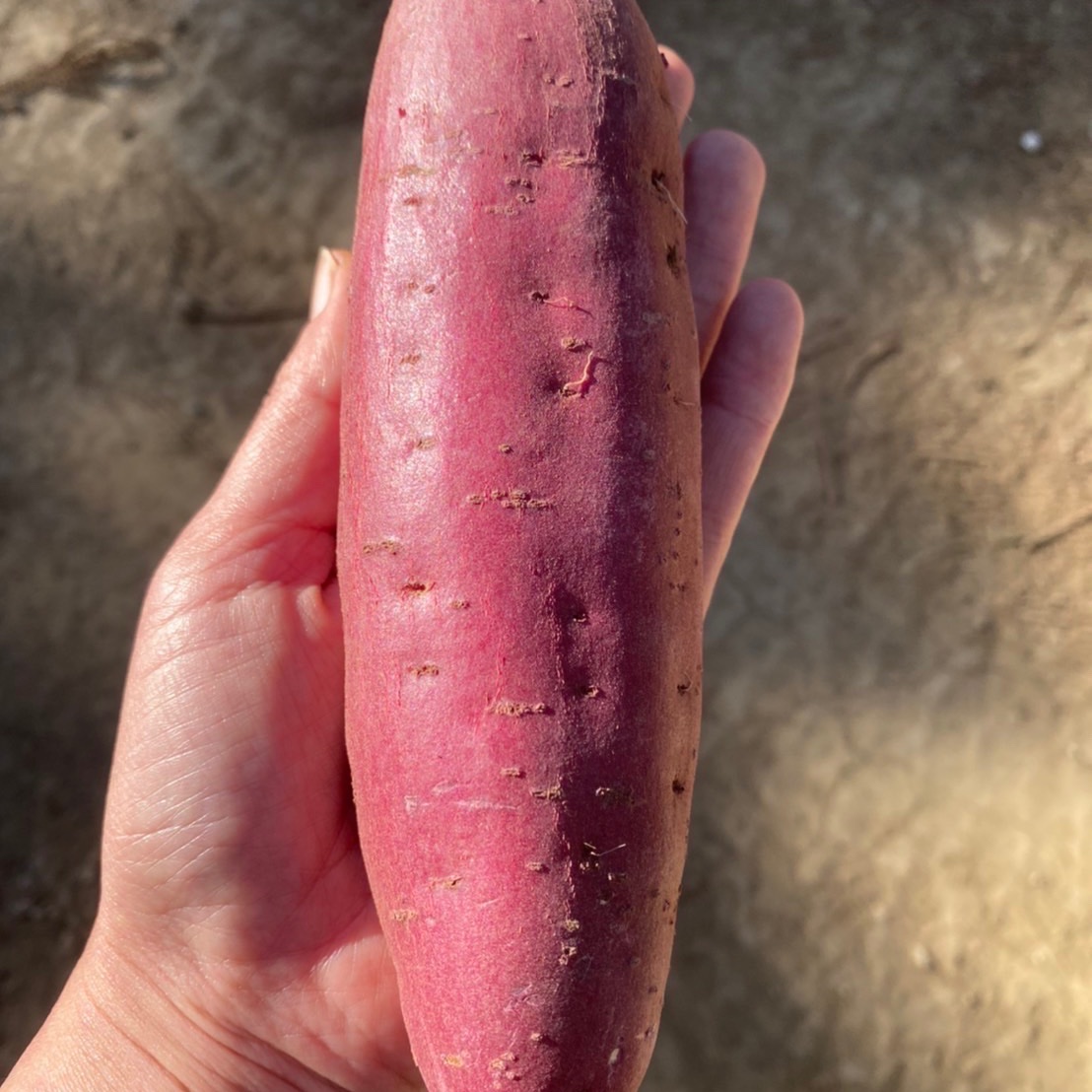 ねっとり系【 紅はるか S•M混合サイズ 5kg 】千葉県成田市産