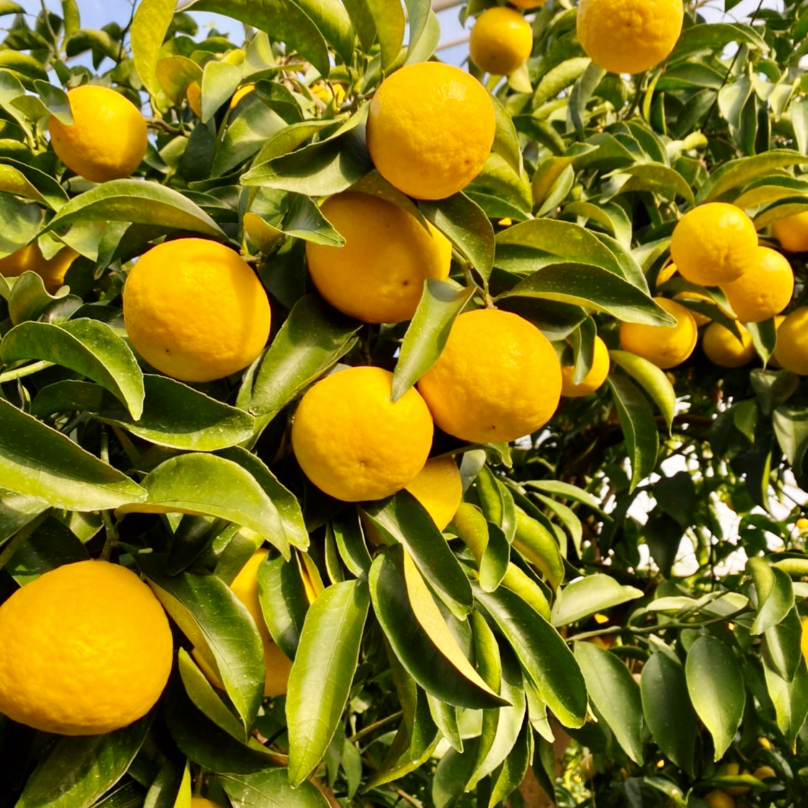 数量限定】人気No.1 最上級 赤秀品 極上 プリンセス日向夏(種無し)12玉