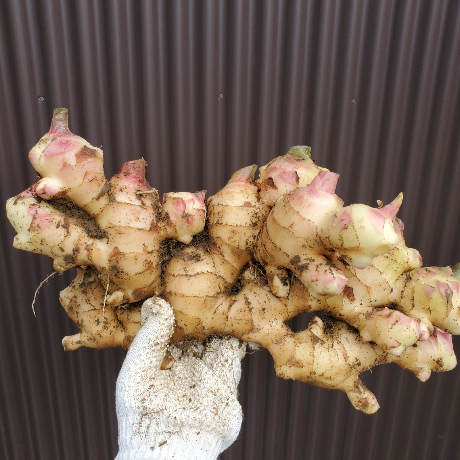 高知県産土付き新生姜2キロ ｜ 野菜/薬味 産直アウル 農家・漁師など