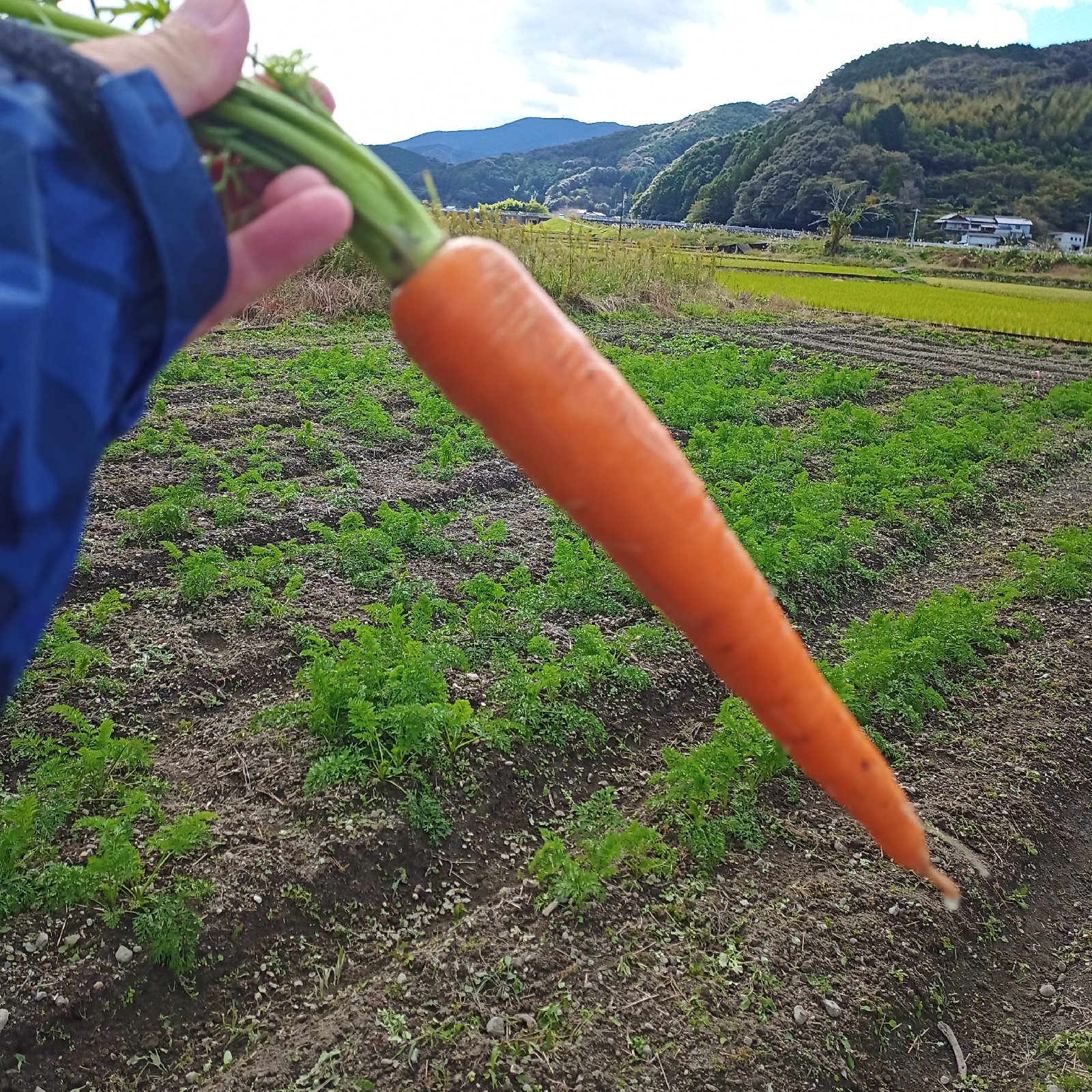 甘いニンジン 高知県産 10kg 品種ベータリッチ ｜ 野菜/人参 産直