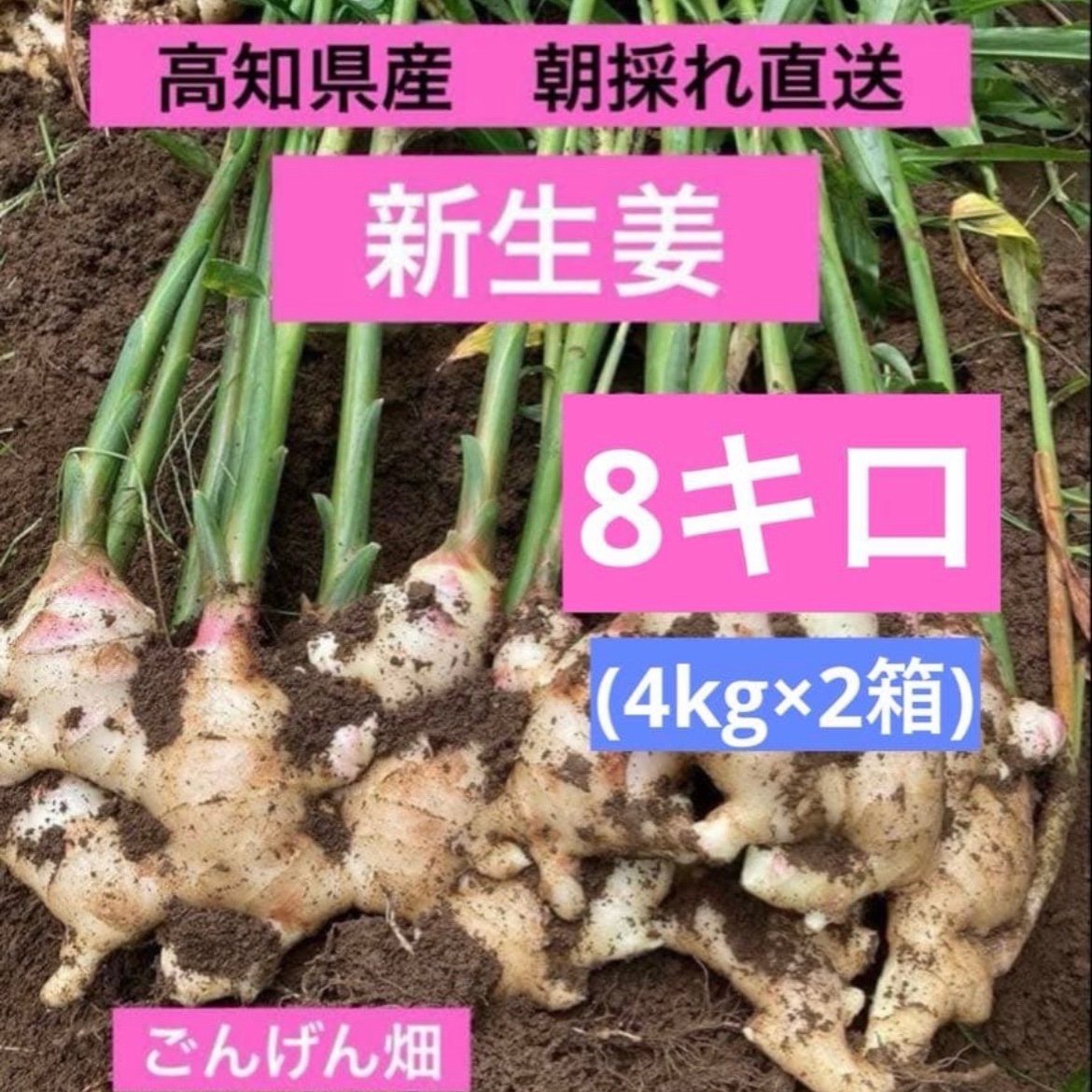 高知県産　朝採れ直送新生姜　8キロ 高知県産 朝採れ直送新生姜 8キロ ｜ 野菜/薬味 産直アウル 農家・漁師