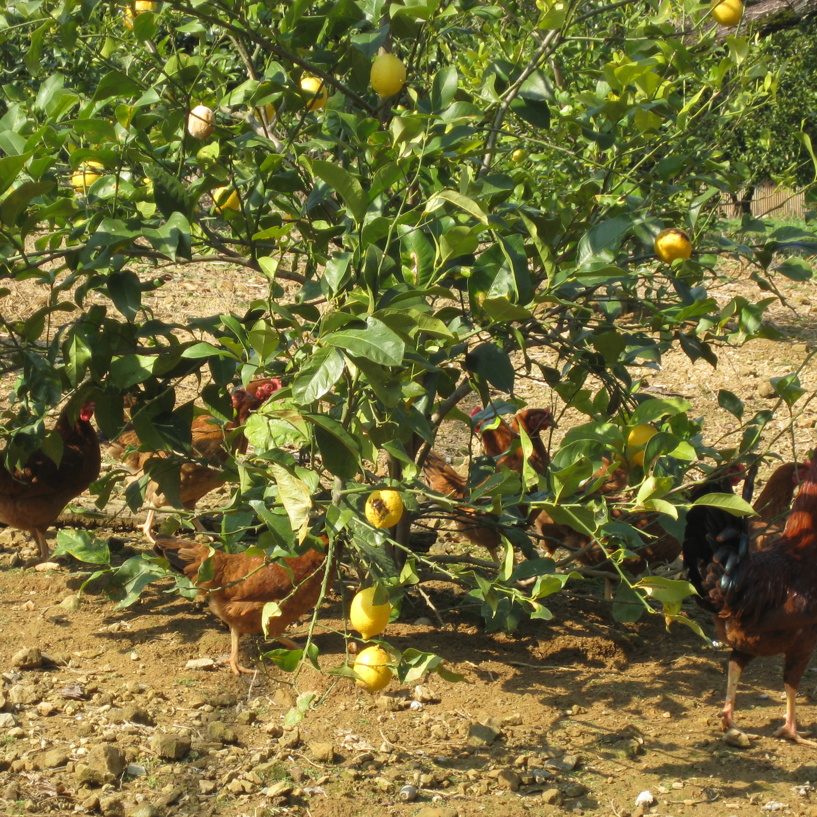2022年新物2キロ訳あり無農薬高知県産レモン | 果物/香酸柑橘(ライム