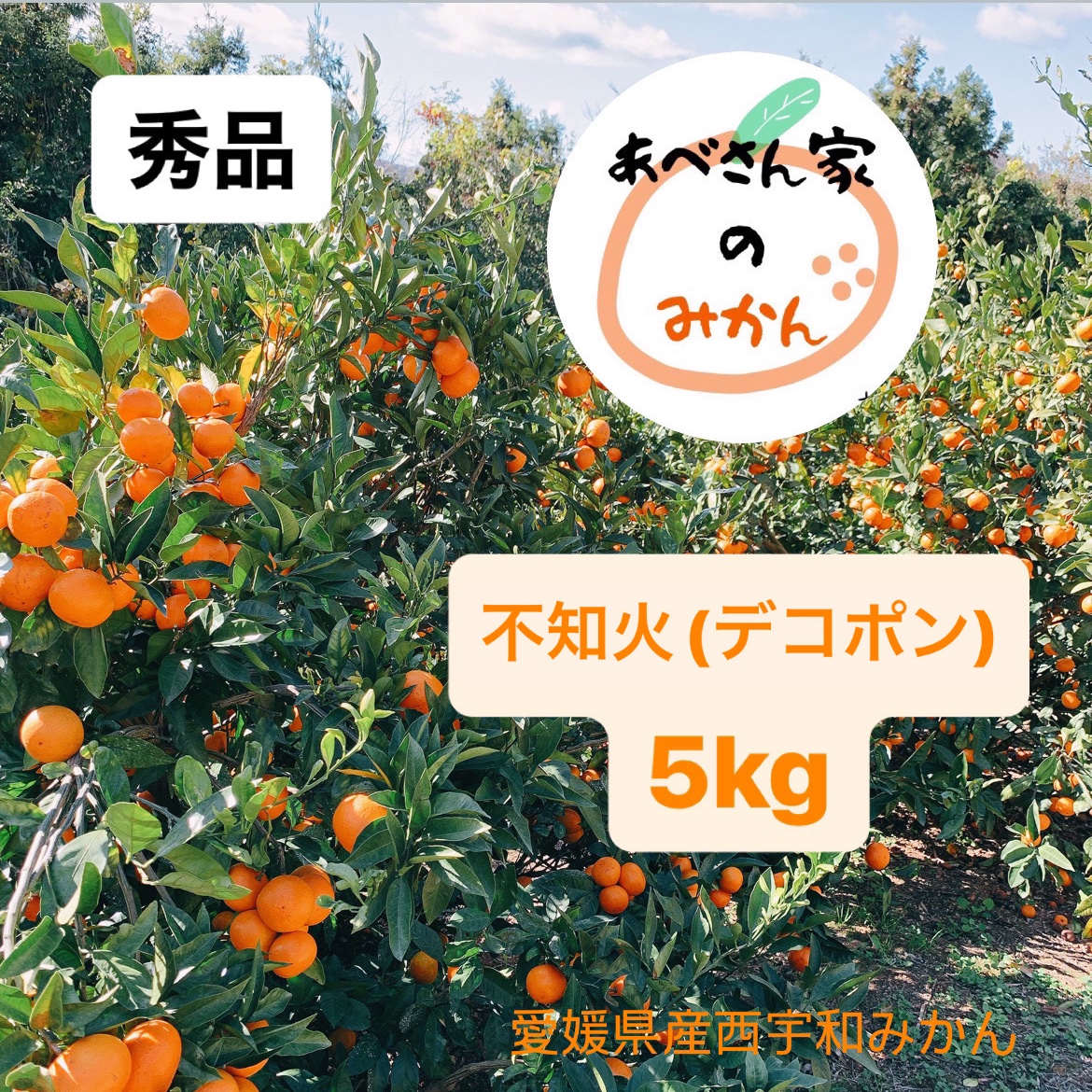 愛媛県産】e~デコポン 不知火@贈答用 | 果物/オレンジ・その他みかん 