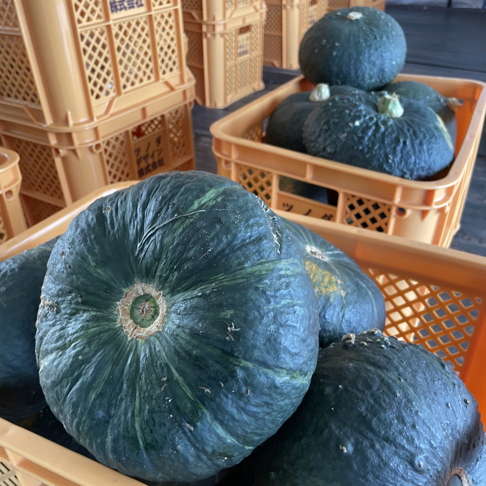 北海道開拓の味「まさかりかぼちゃ」5kg(2~3玉） ｜ 野菜/かぼちゃ