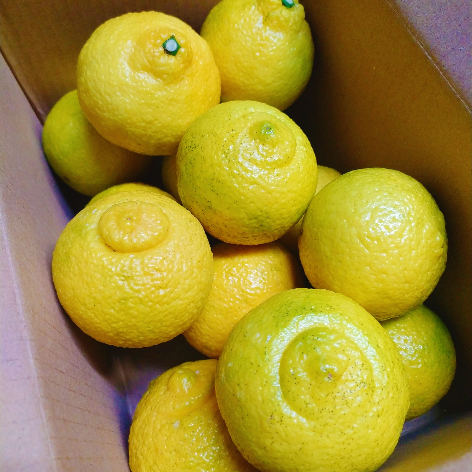 kazuharu　みかん7はるか3ぽんかん2 kazuharu みかん7はるか3ぽんかん2 kazuharu みかん7はるか3ぽんかん2