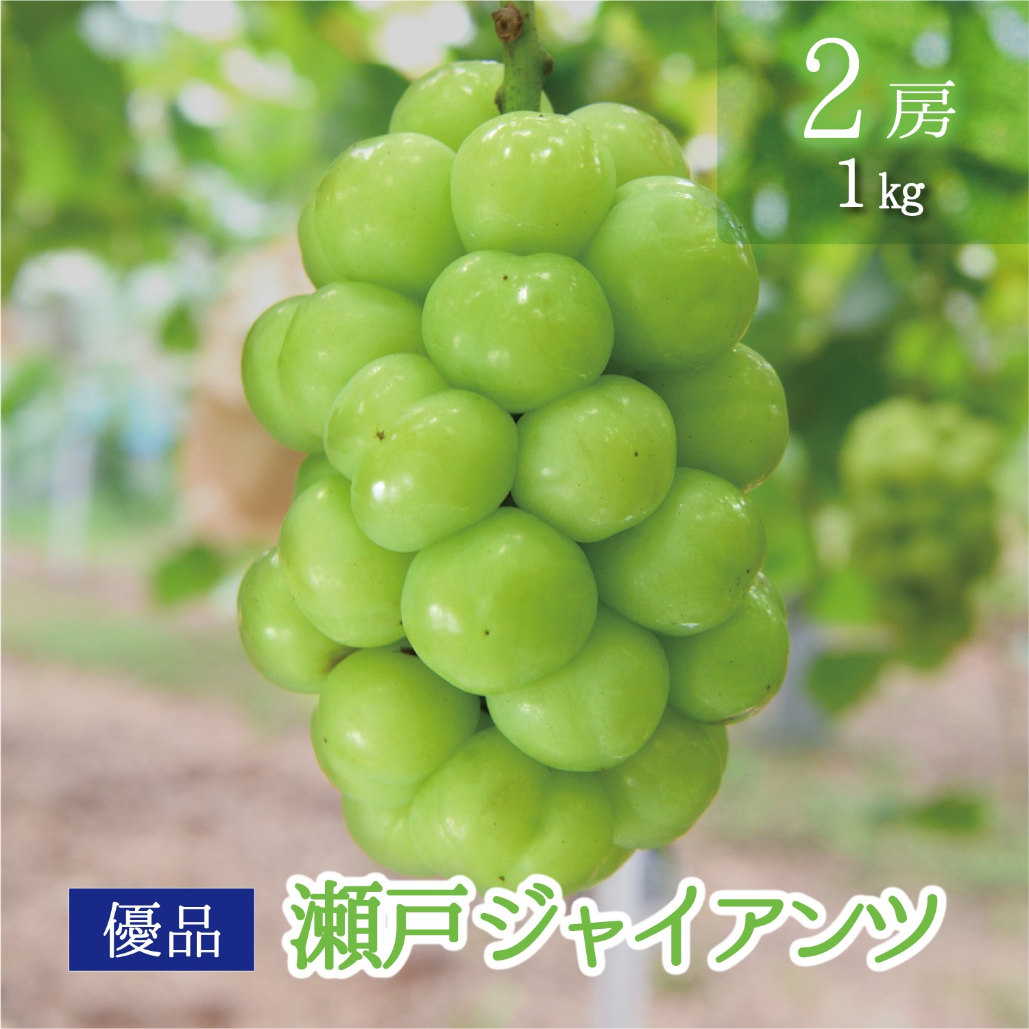 瀬戸ジャイアンツ2房（農家直送） G-1 花笑み農園 岡山の『瀬戸ジャイアンツ』1kg（2房）【9/27～順次