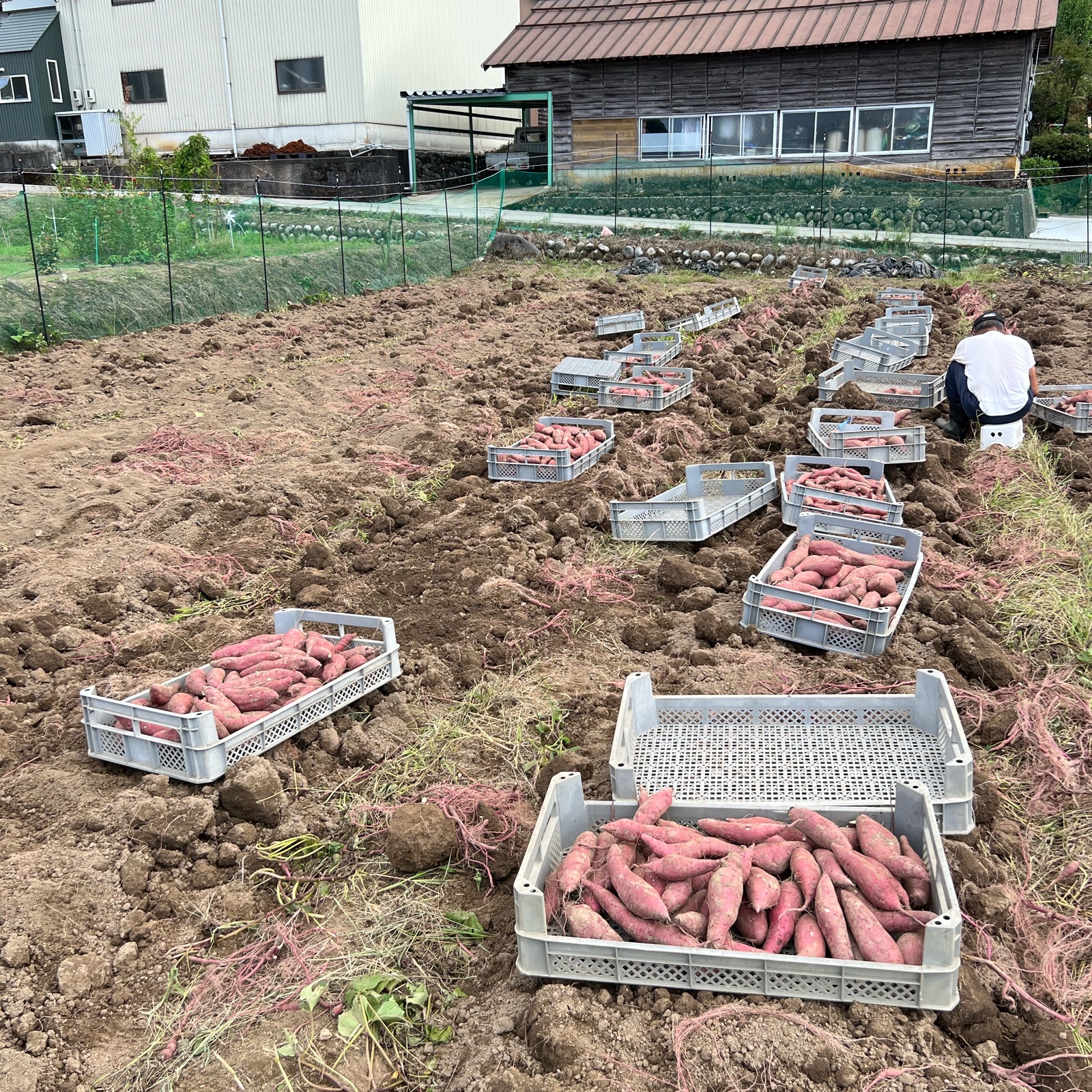 蜜たっぷり！富山県産『紅はるか』(20kg) ｜ 野菜/さつまいも 産直