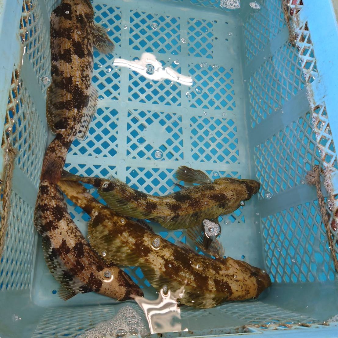 津軽海峡産天然ヒラメ1.0kg前後 アイナメ0.8kg前後 各（1尾入れセット
