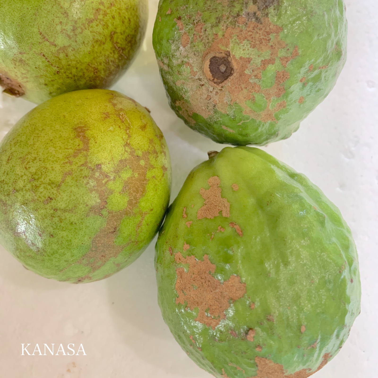 赤グァバ（1.5kg） ｜ 果物/その他果物 産直アウル 農家・漁師など生産